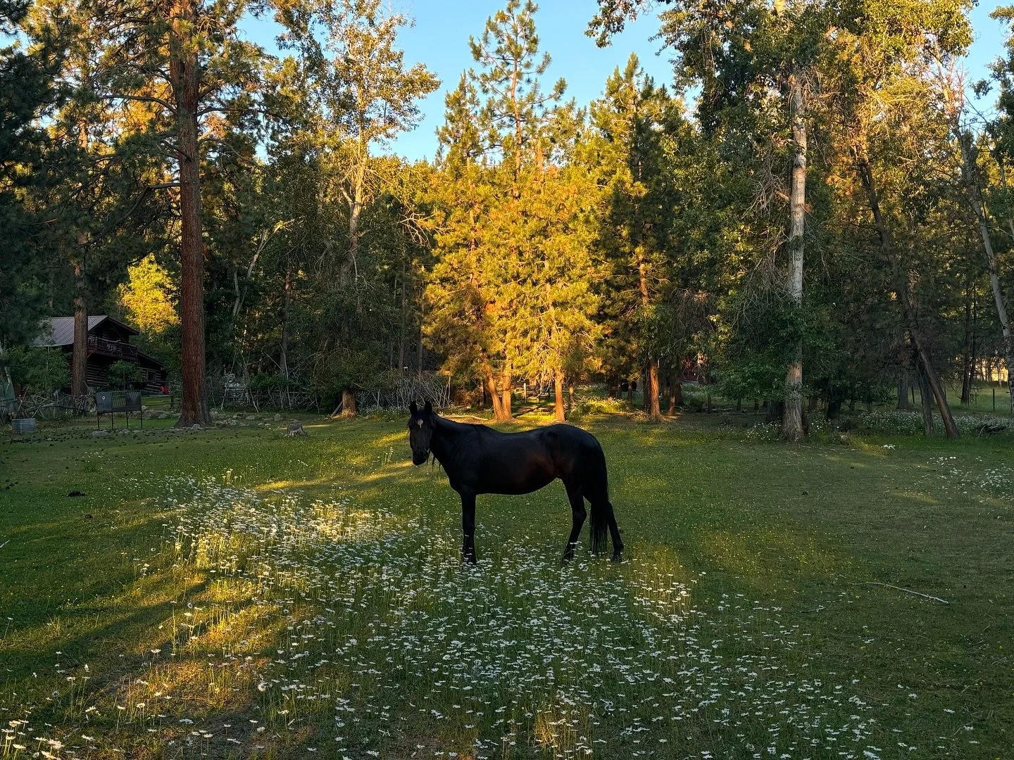 🤍 Year of the fire horse