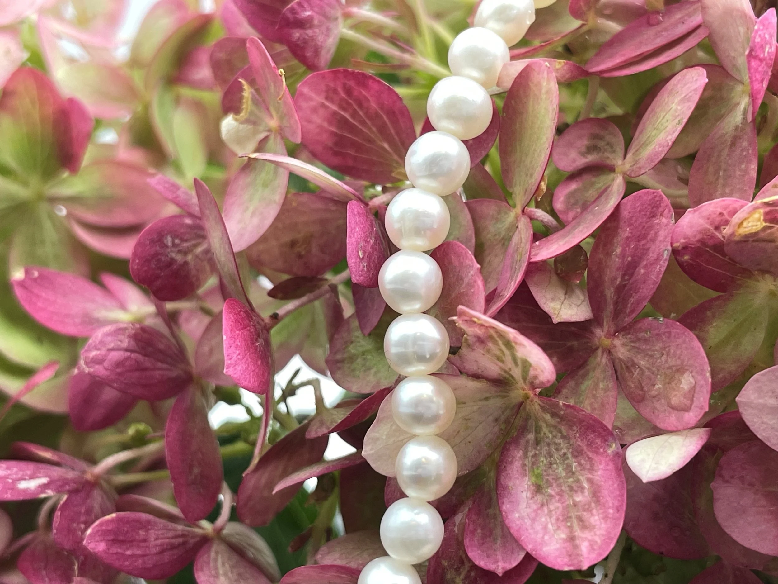 7" Bracelet Approximate 5mm Fresh Water Pearls 14k yellow gold