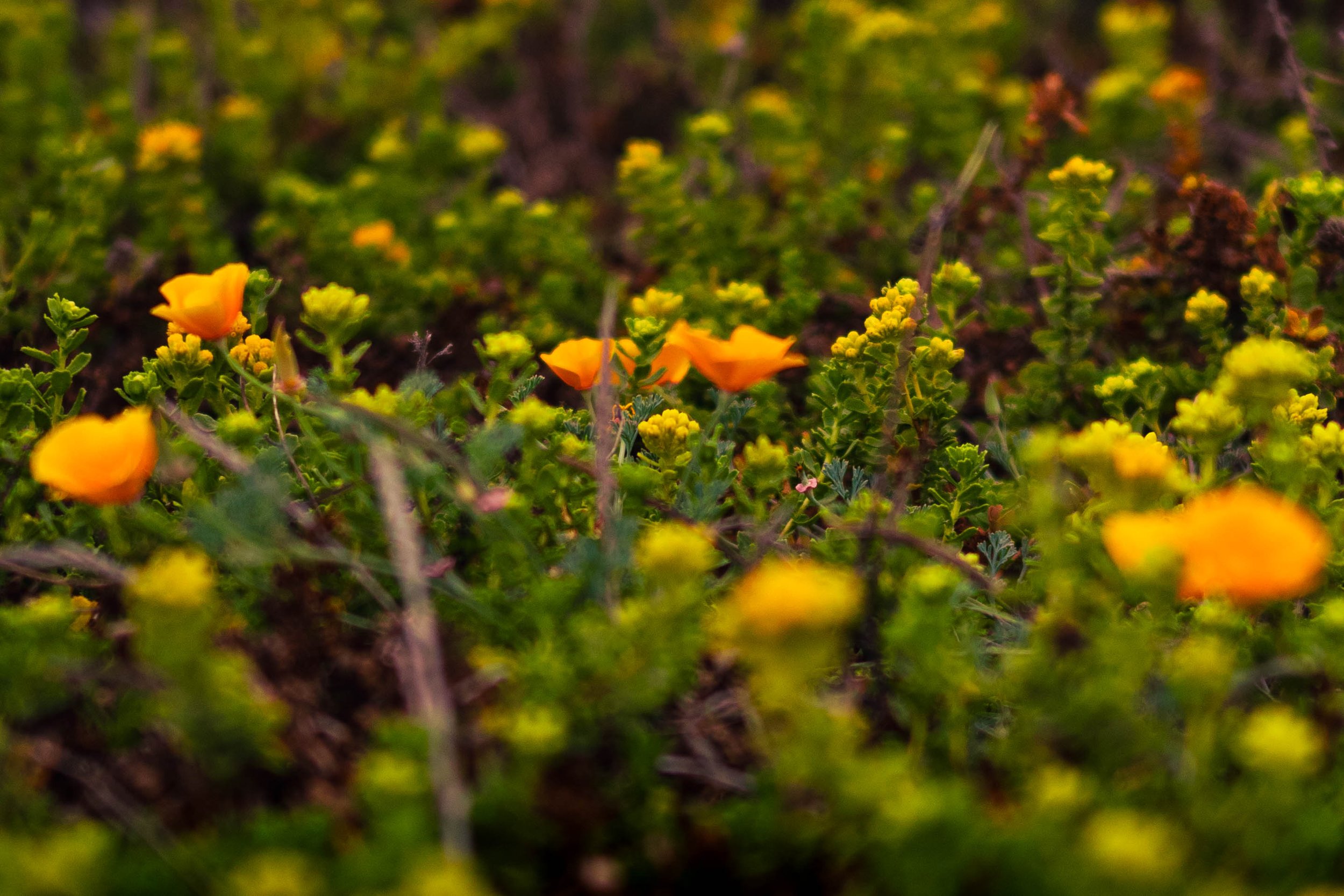 bigsur-7.jpg