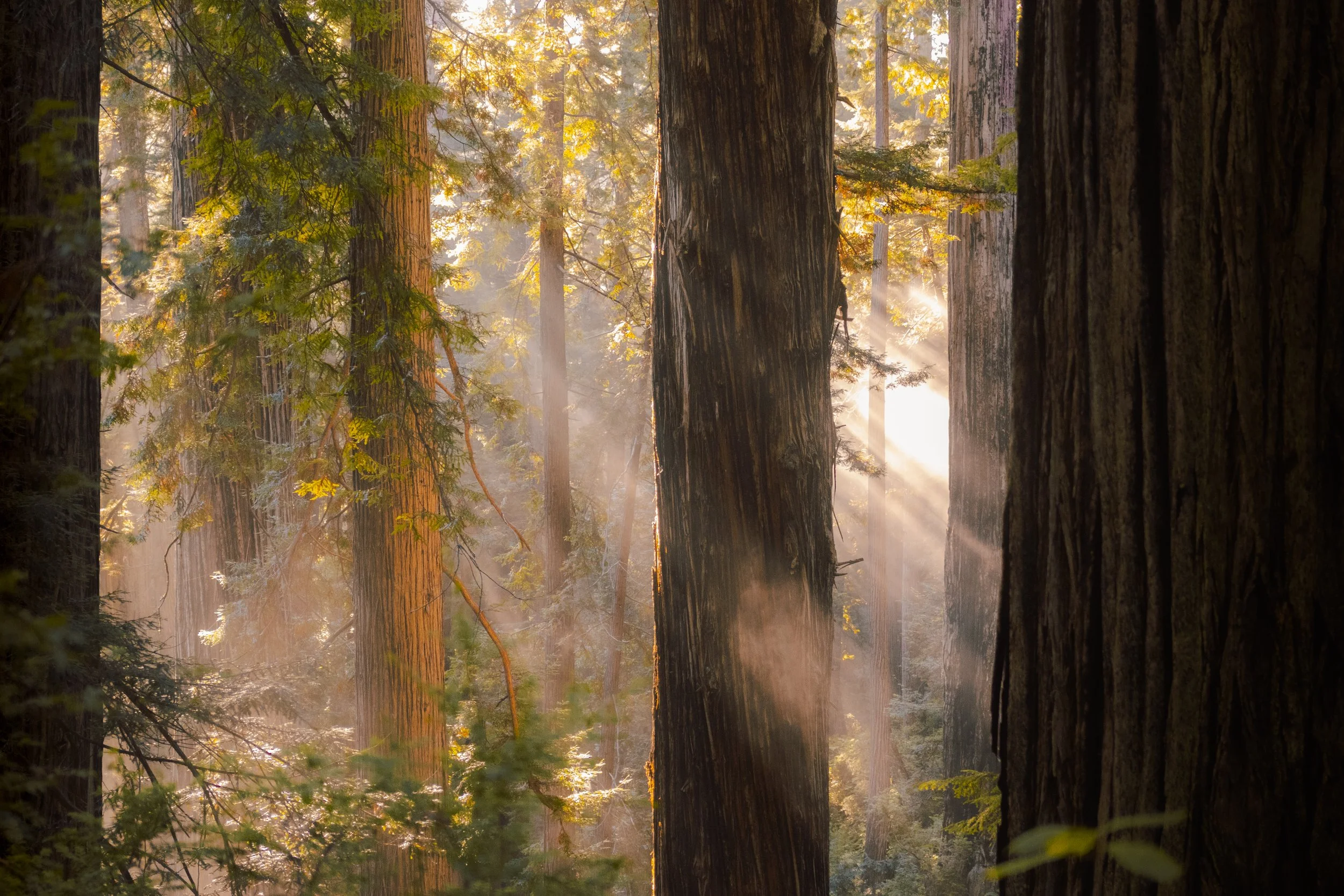 Northern Redwoods
