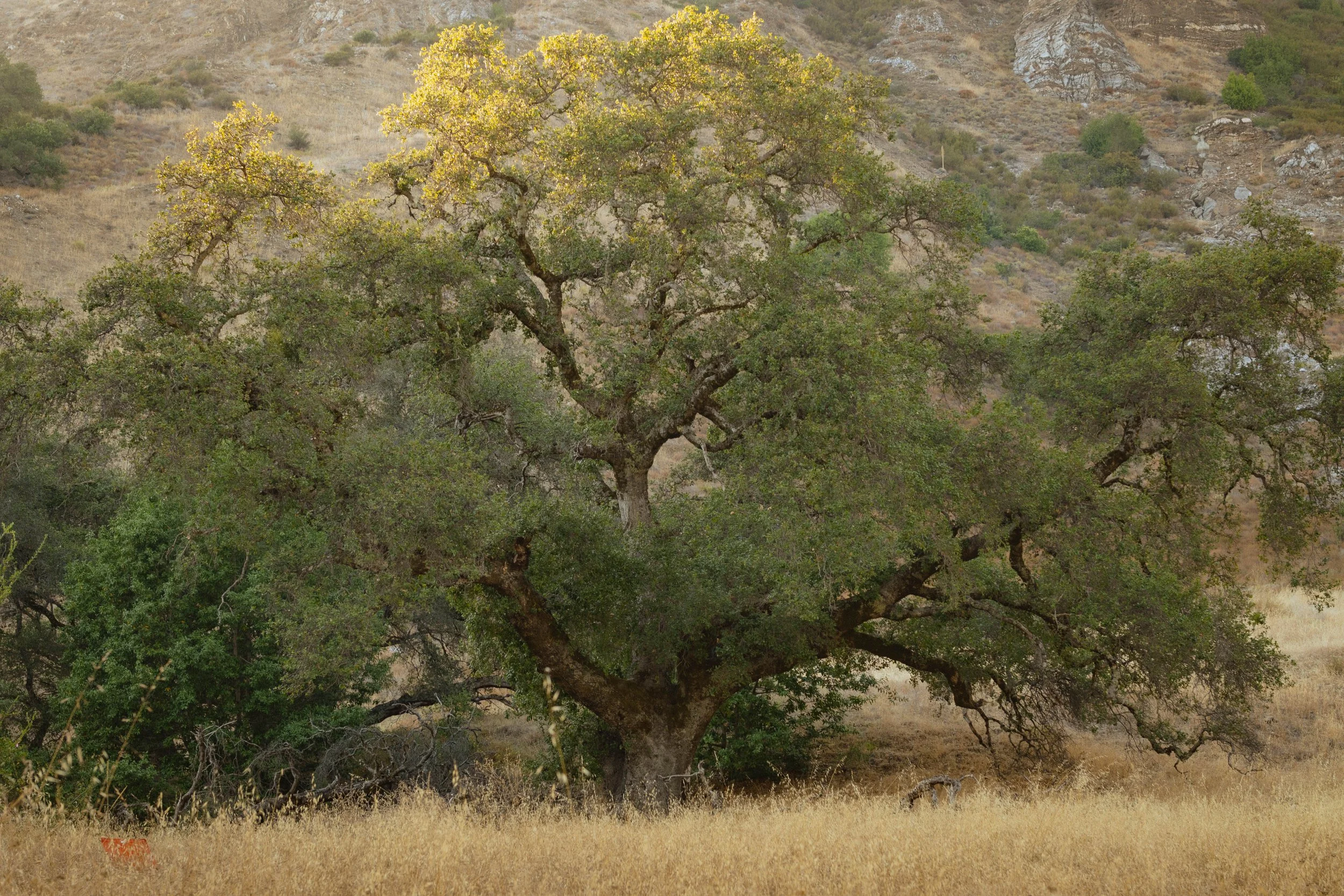 bigsur-5.jpg