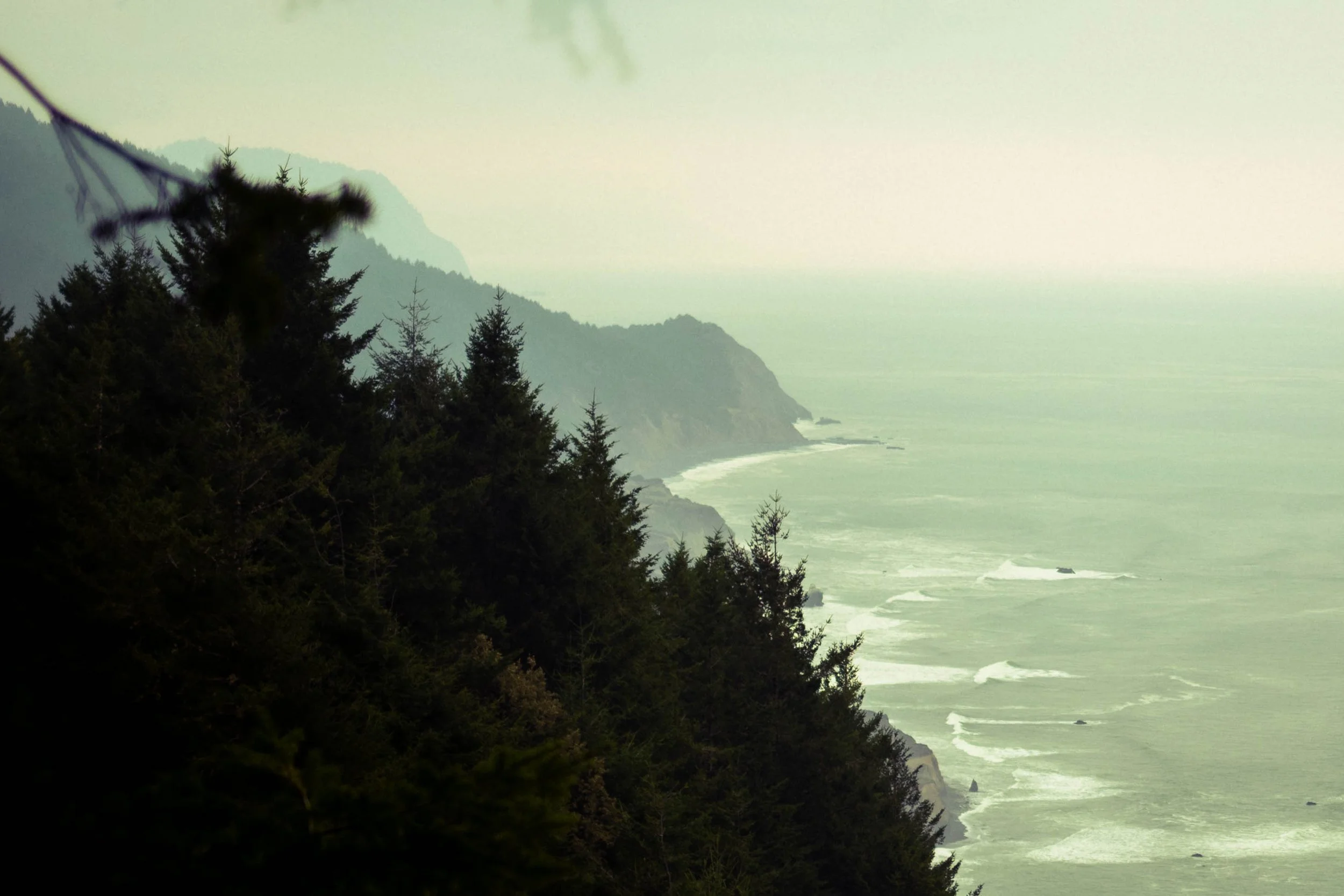 redwoods21.jpg