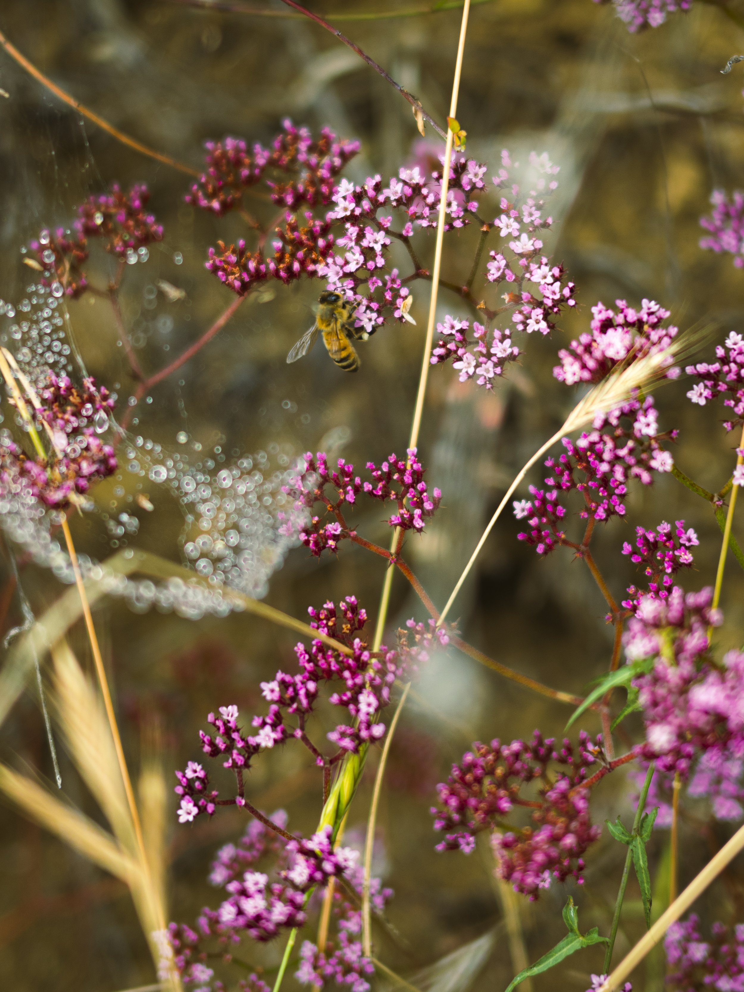 KirkCreek-1.jpg