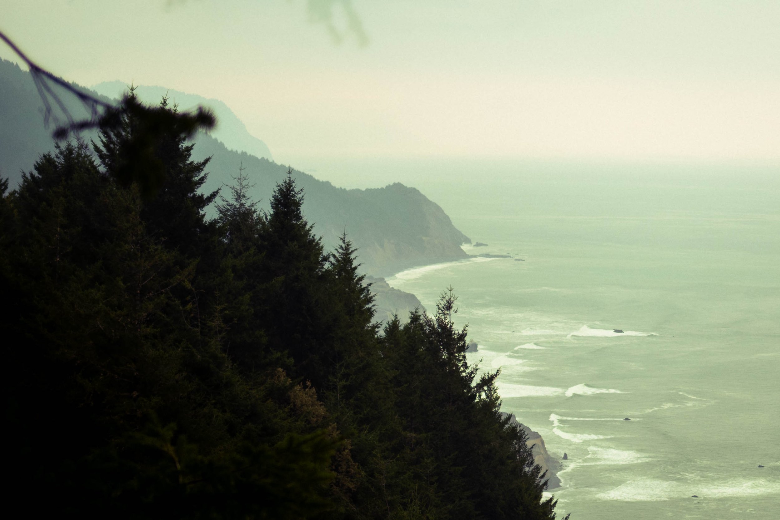 redwoods21.jpg