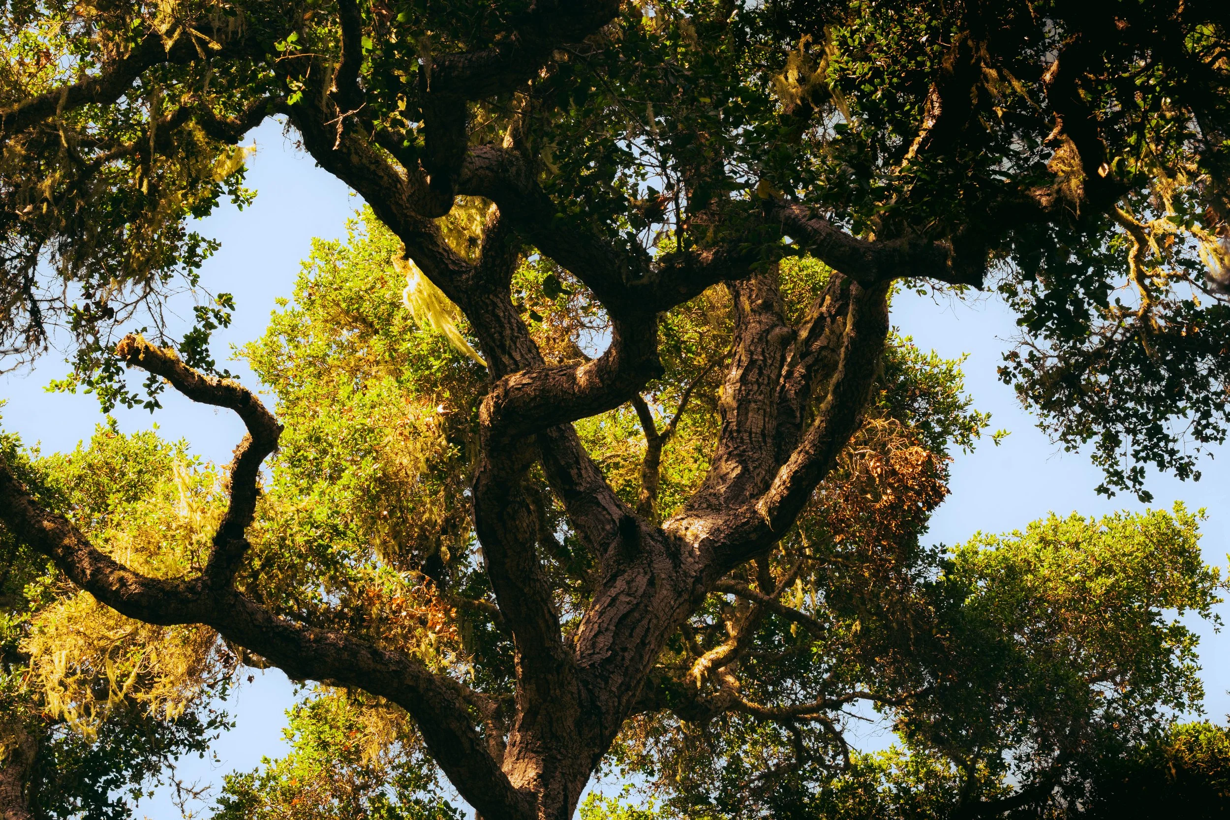 bigsur16.jpg