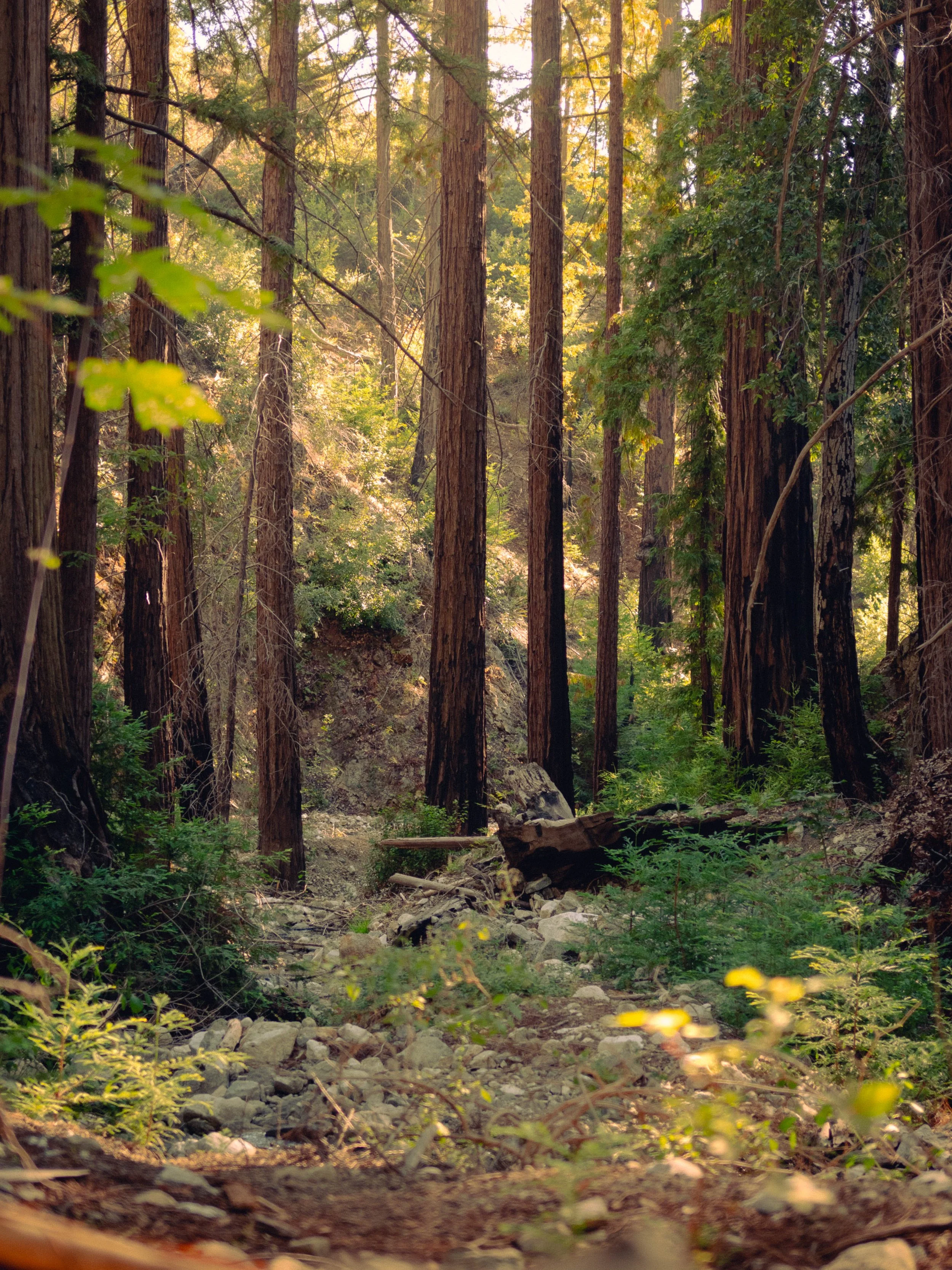 bigsur-3.jpg
