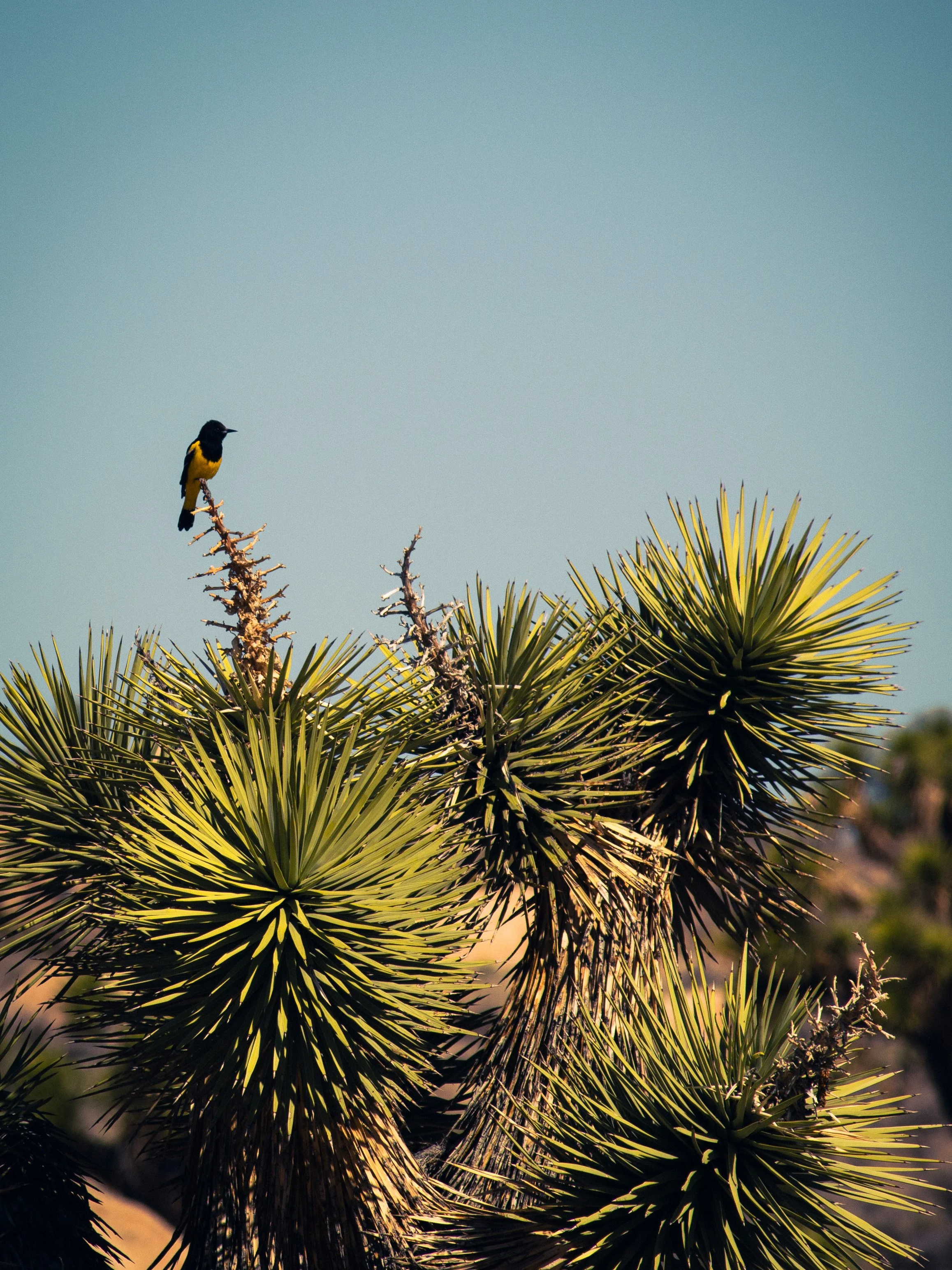 j tree bird.jpg