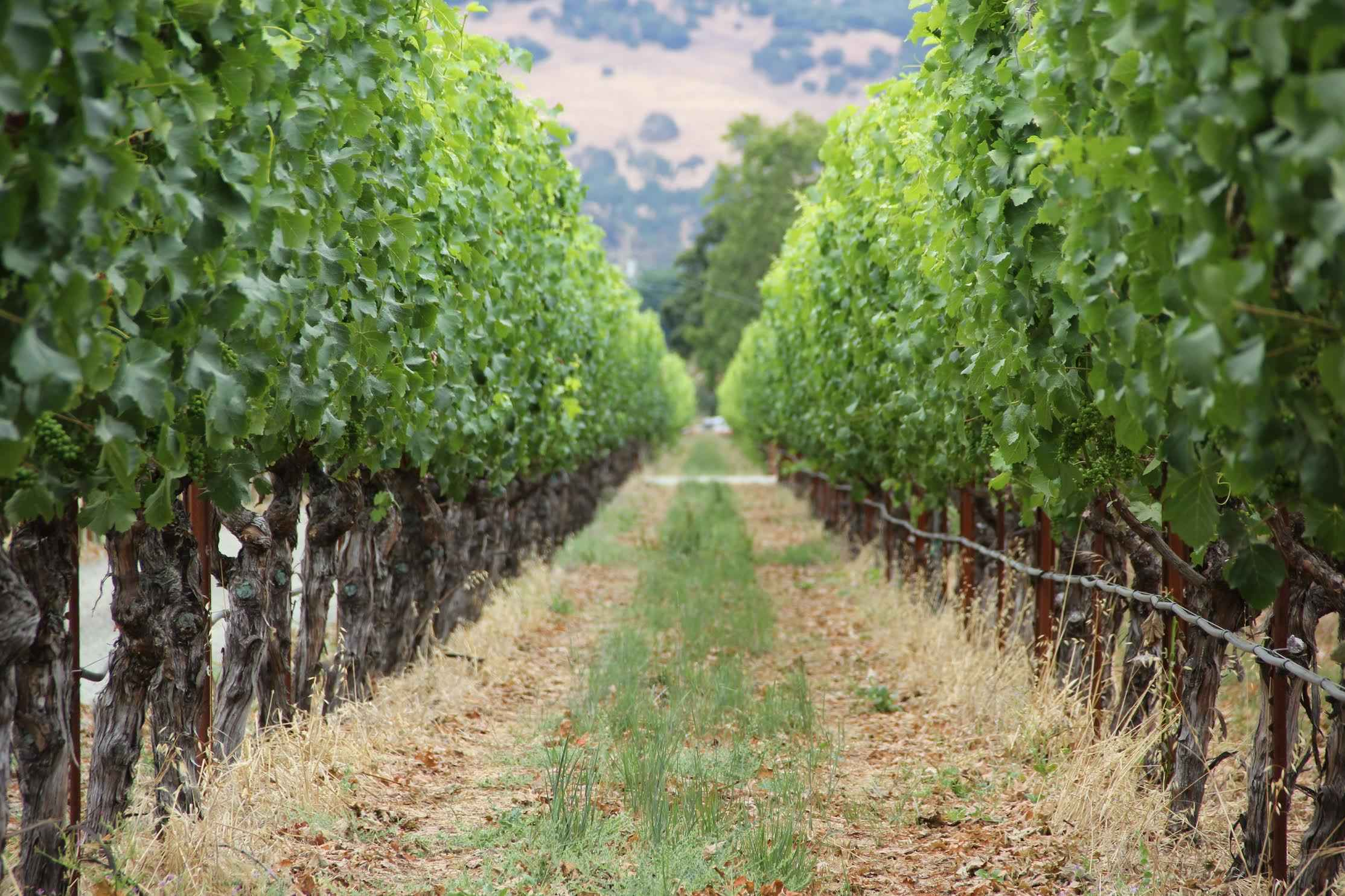 imgi_10_Ryans-Vineyard-.png