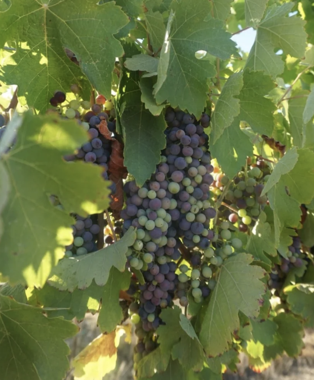 Lost Ranch Winery Field Trip