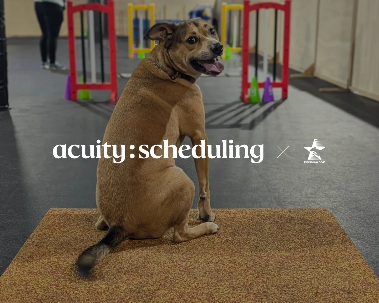 Supernova Dogs Keeps a Fast-Growing Training Facility Running Smoothly With Acuity Scheduling