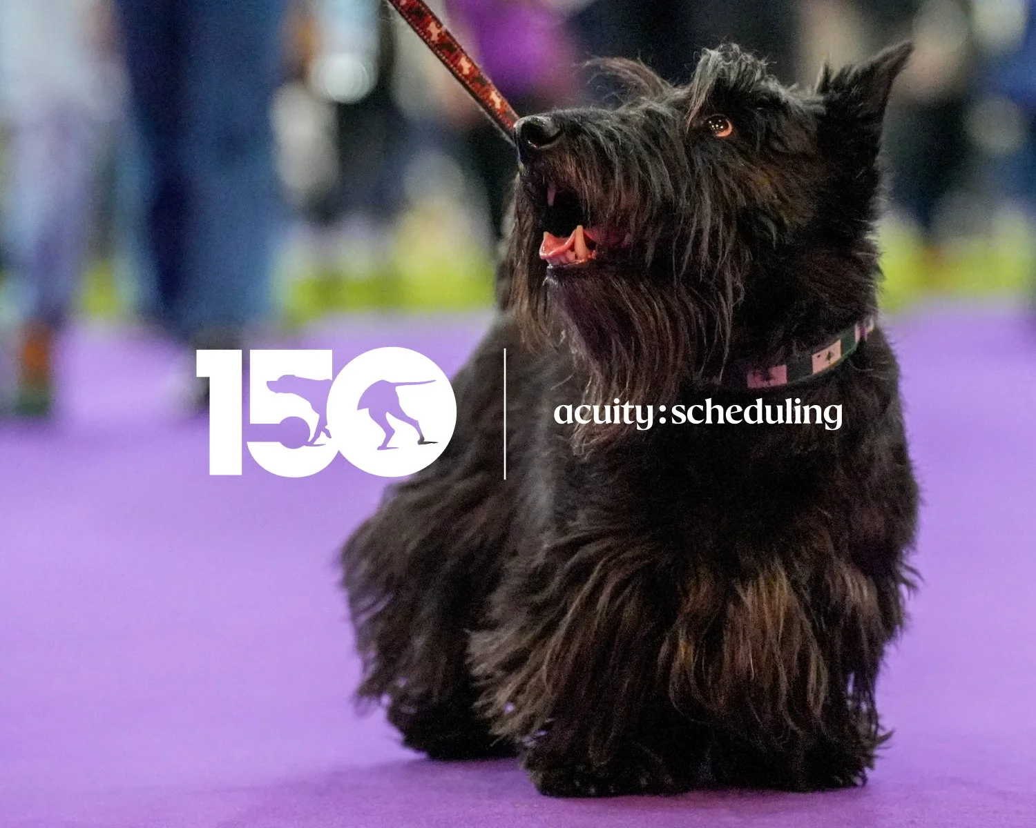 From Booked and Busy to Best in Show: Inside Westminster’s First Sensation Stage