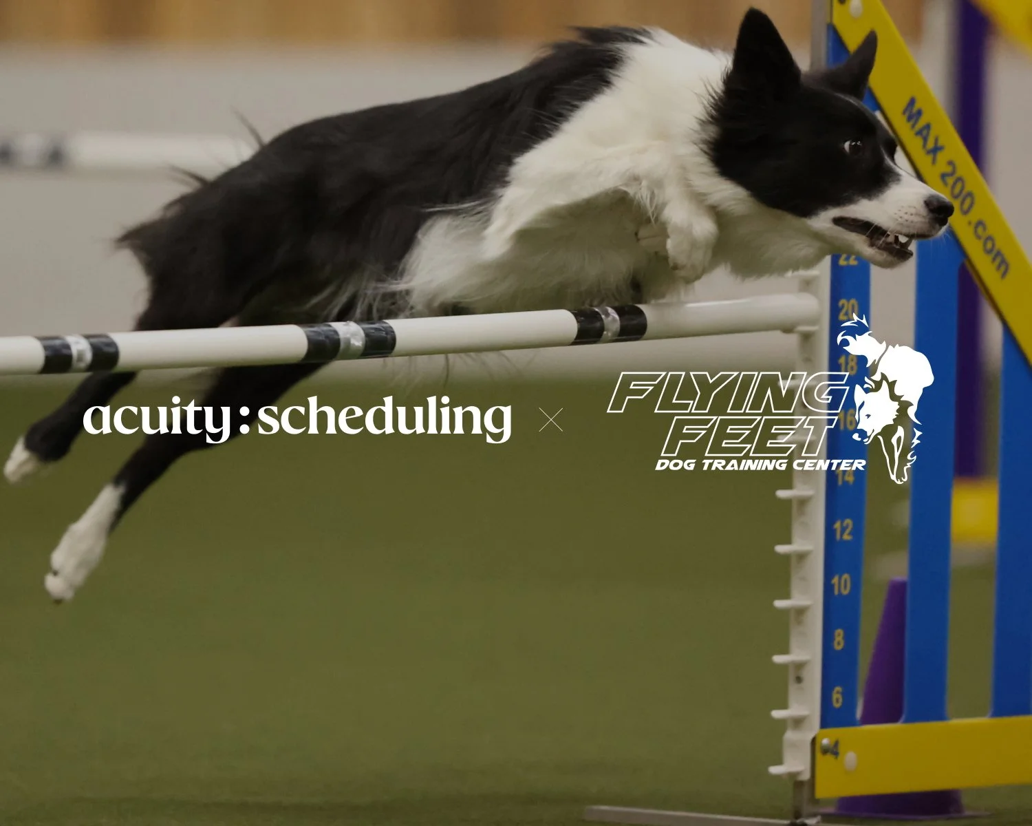 How a Former Westminster Finalist Takes Control of Time at Flying Feet Agility