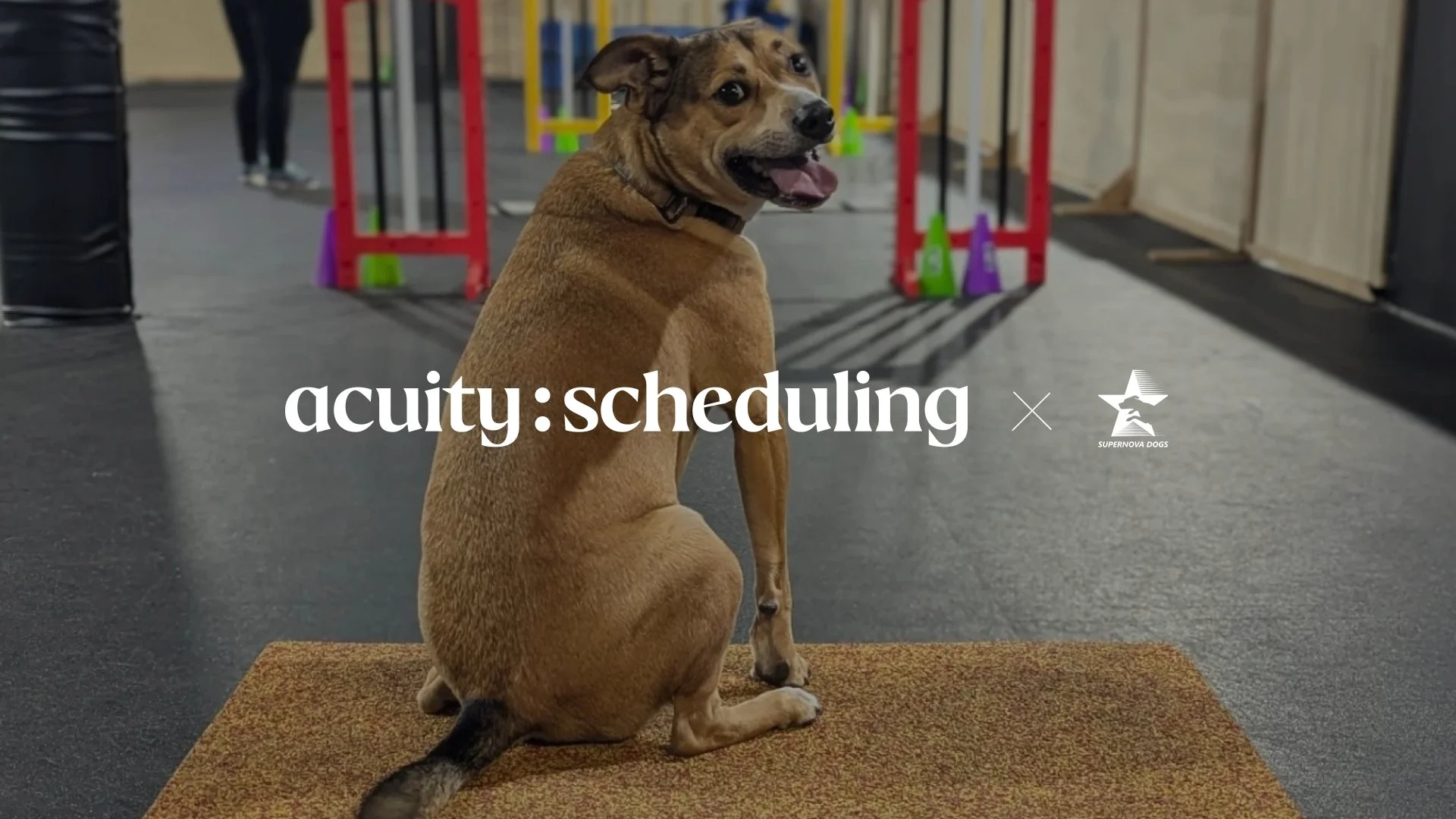 Dog in agility course behind brand logos