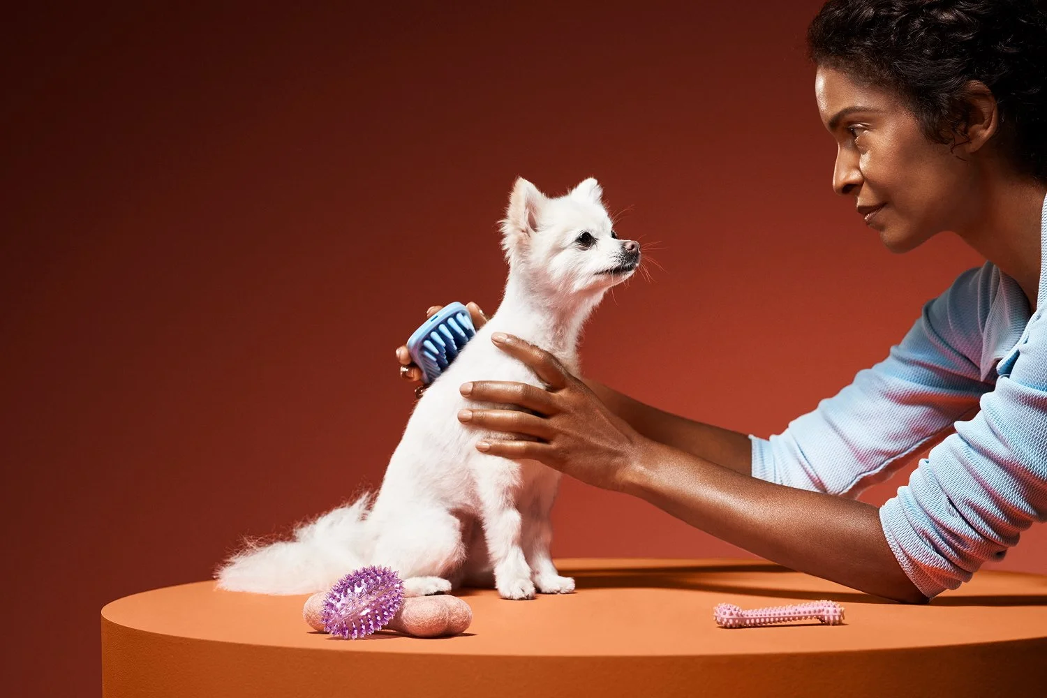 Dog groomer brushing a white dog