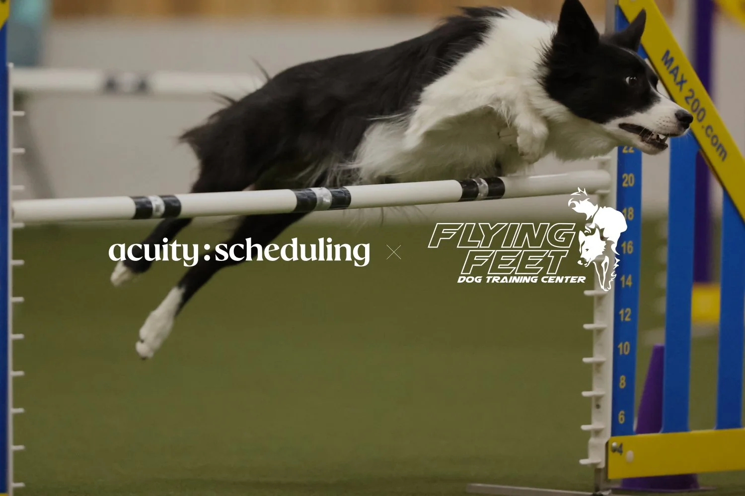 Dog leaping over hurdle in agility course