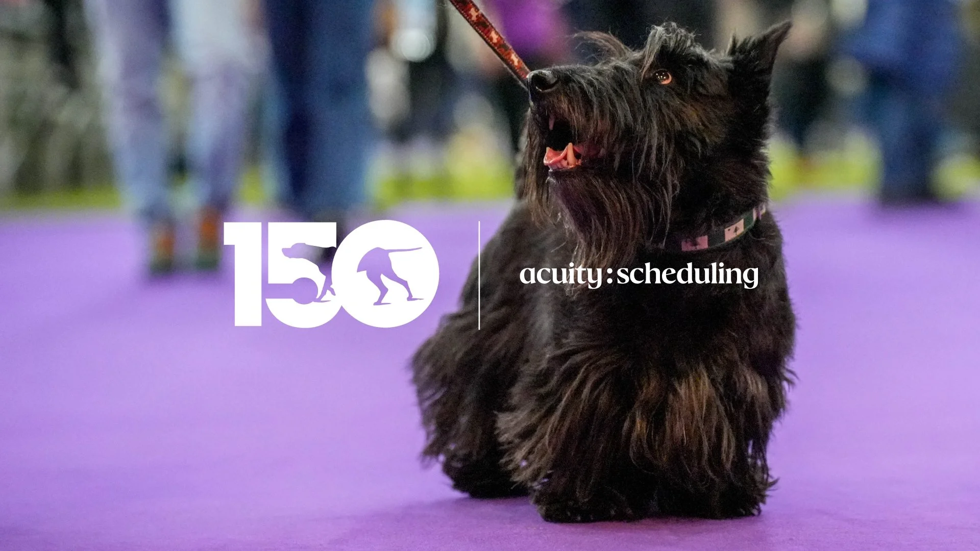 A dog at the Westminster Kennel Club Dog Show