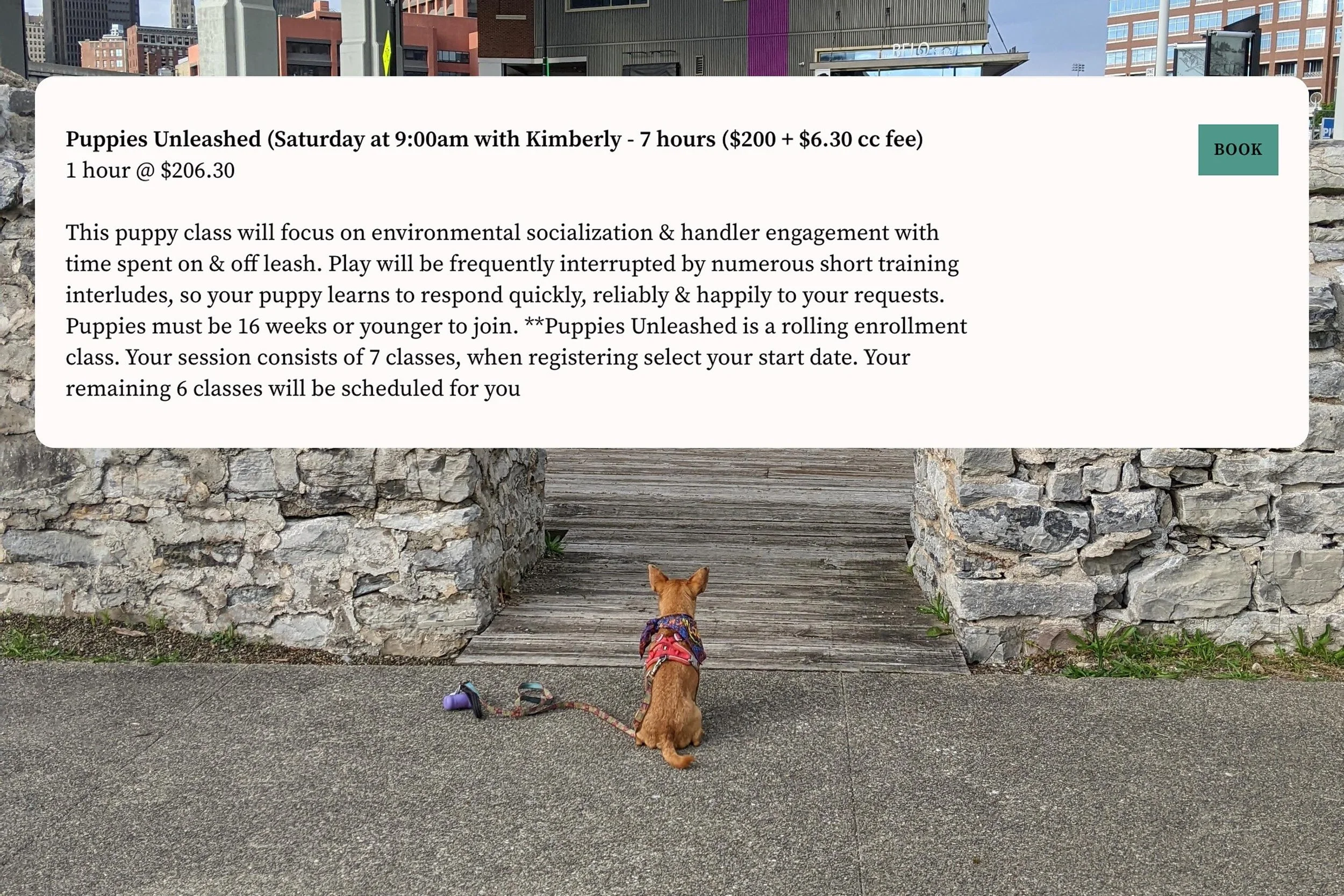 A dog sitting patiently beneath a booking page for dog training