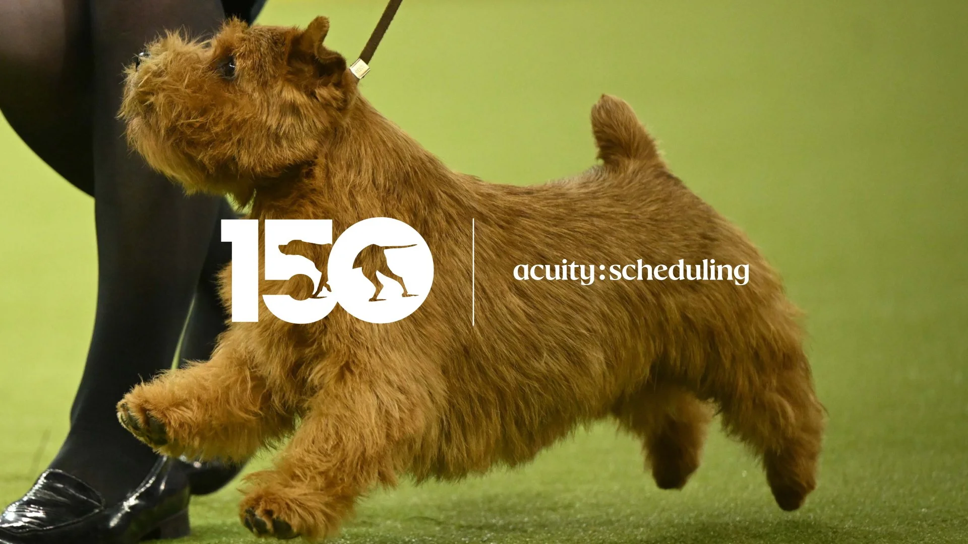 A dog walking at The Westminster Kennel Club Dog Show