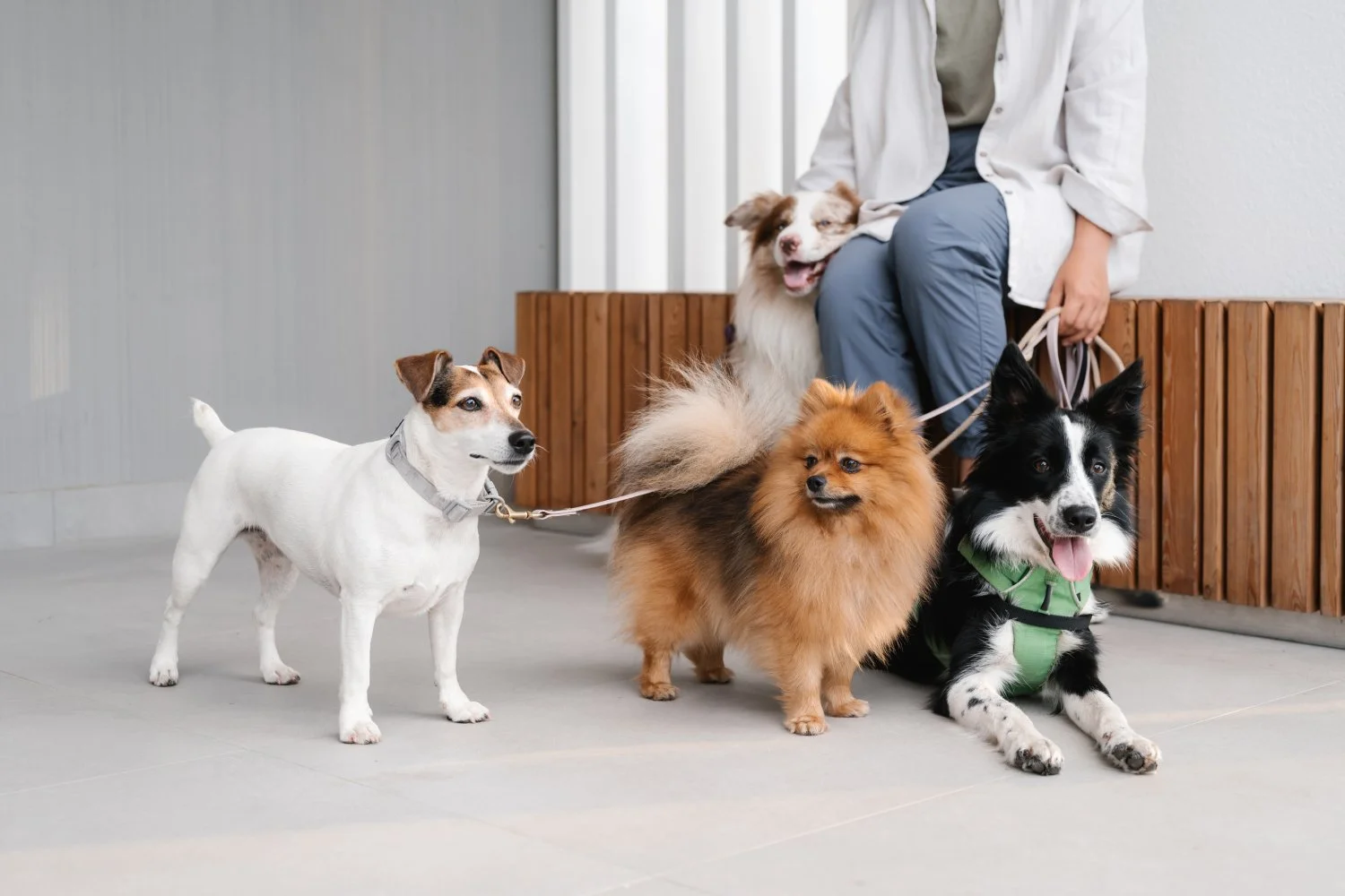 dog-walker