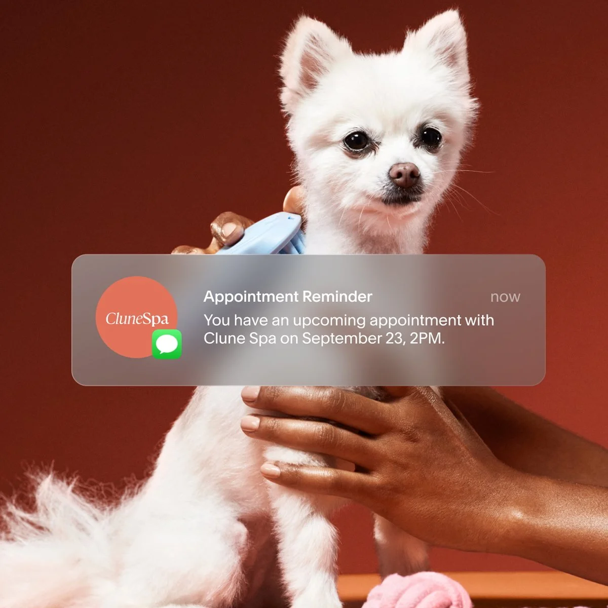 Appointment reminder for dog grooming