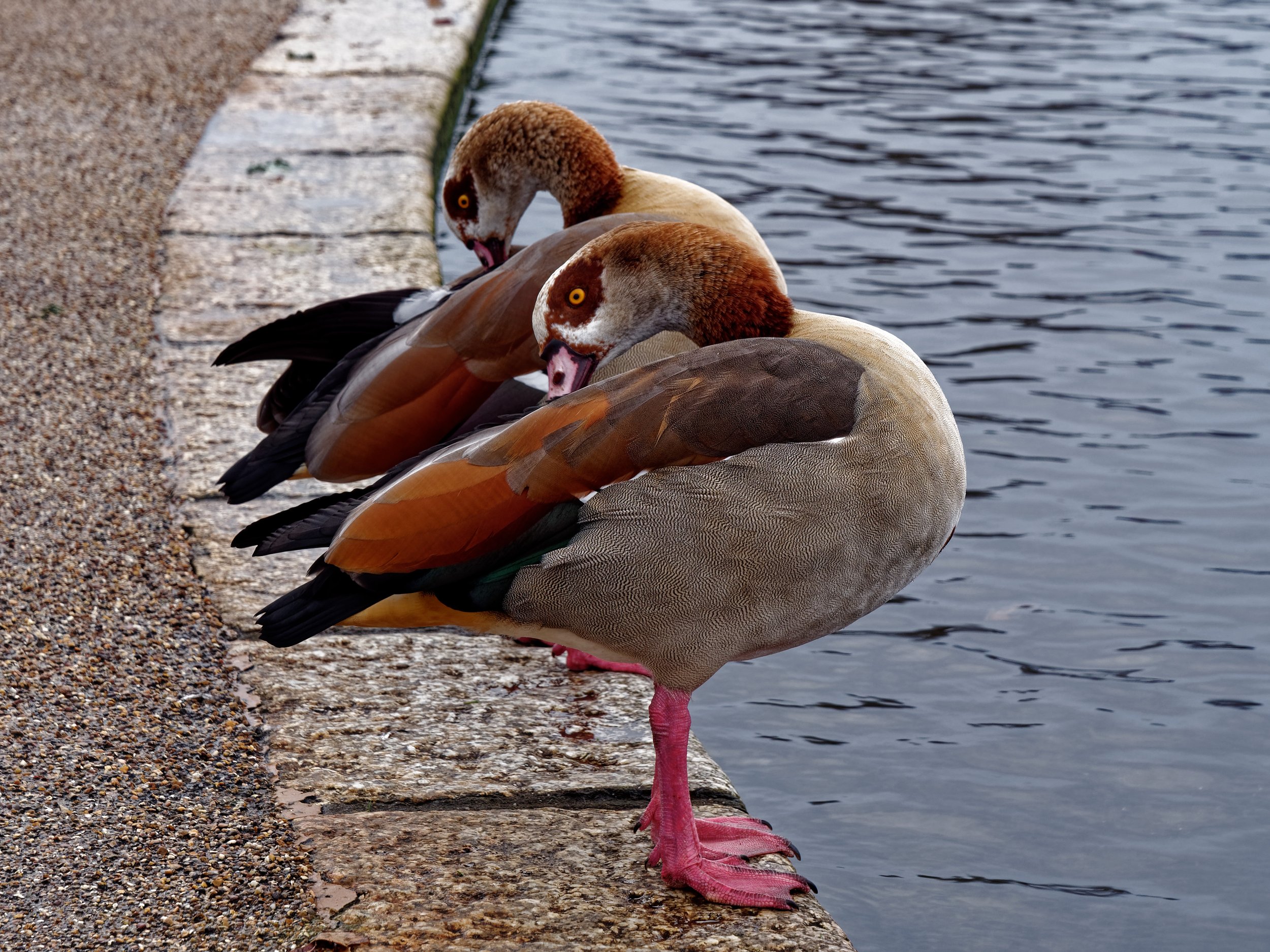 P1003813London Dec 2021_2_DxO.jpg