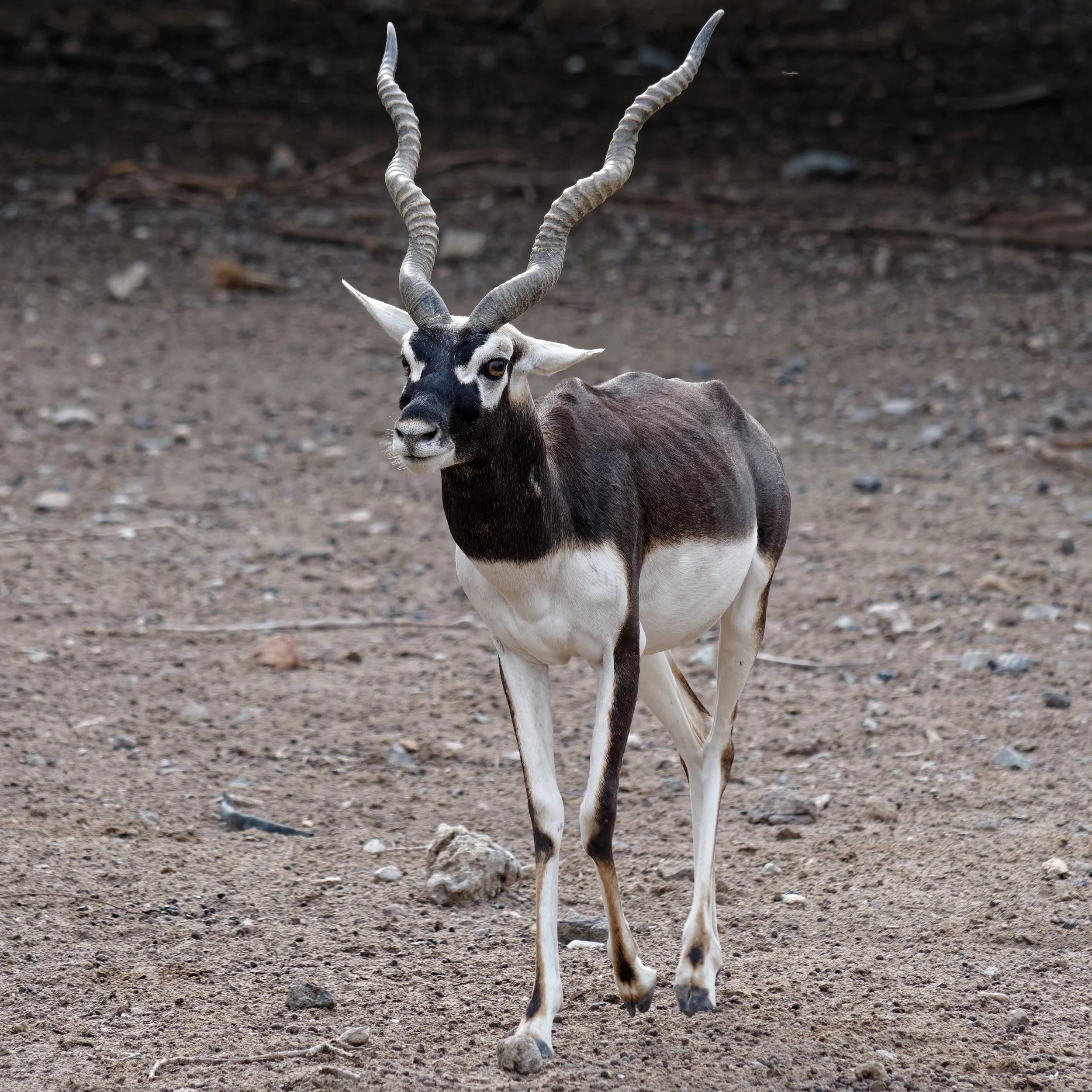 P1001188Nov 2023_Cruise_45.jpg