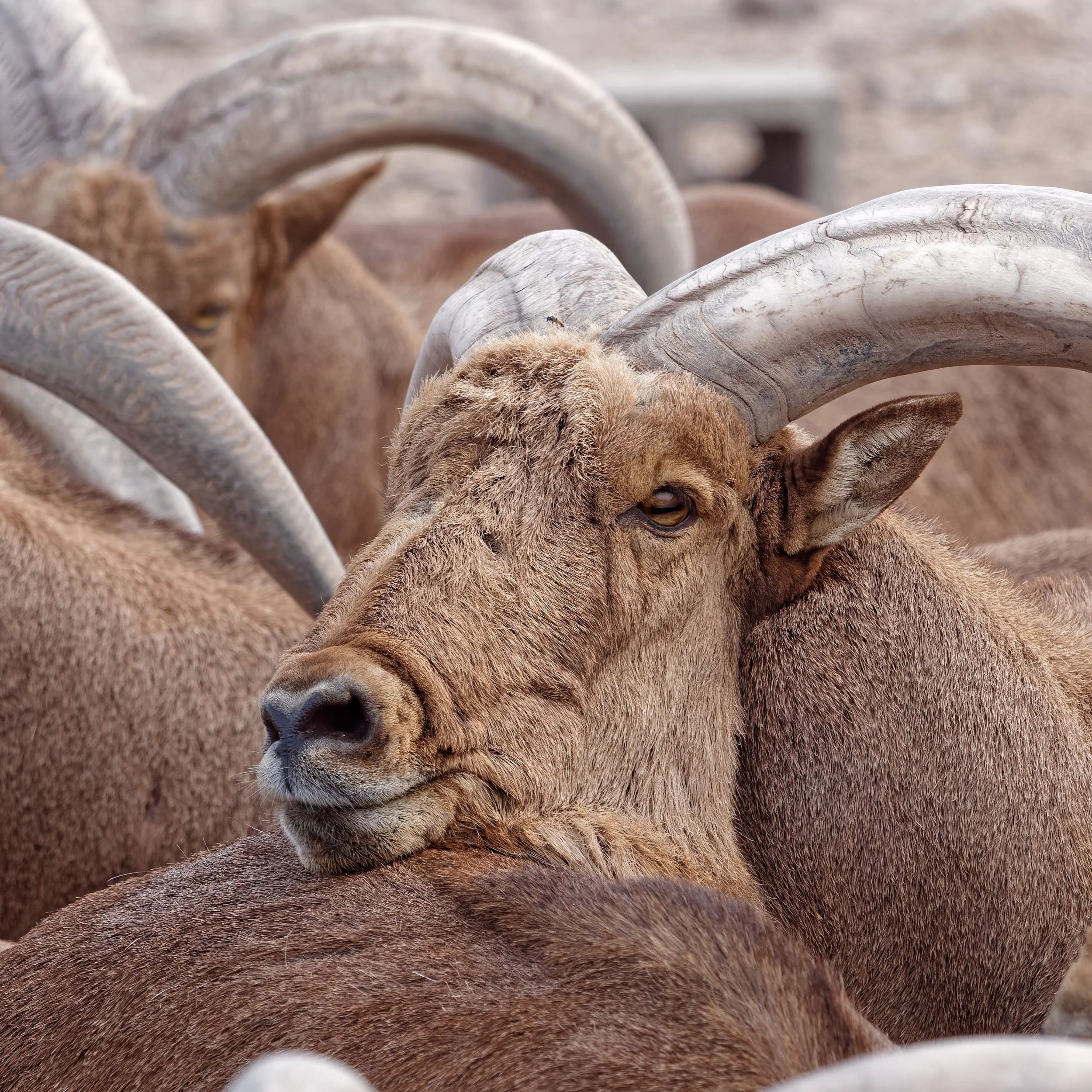 P1001409Nov 2023_Cruise_32.jpg