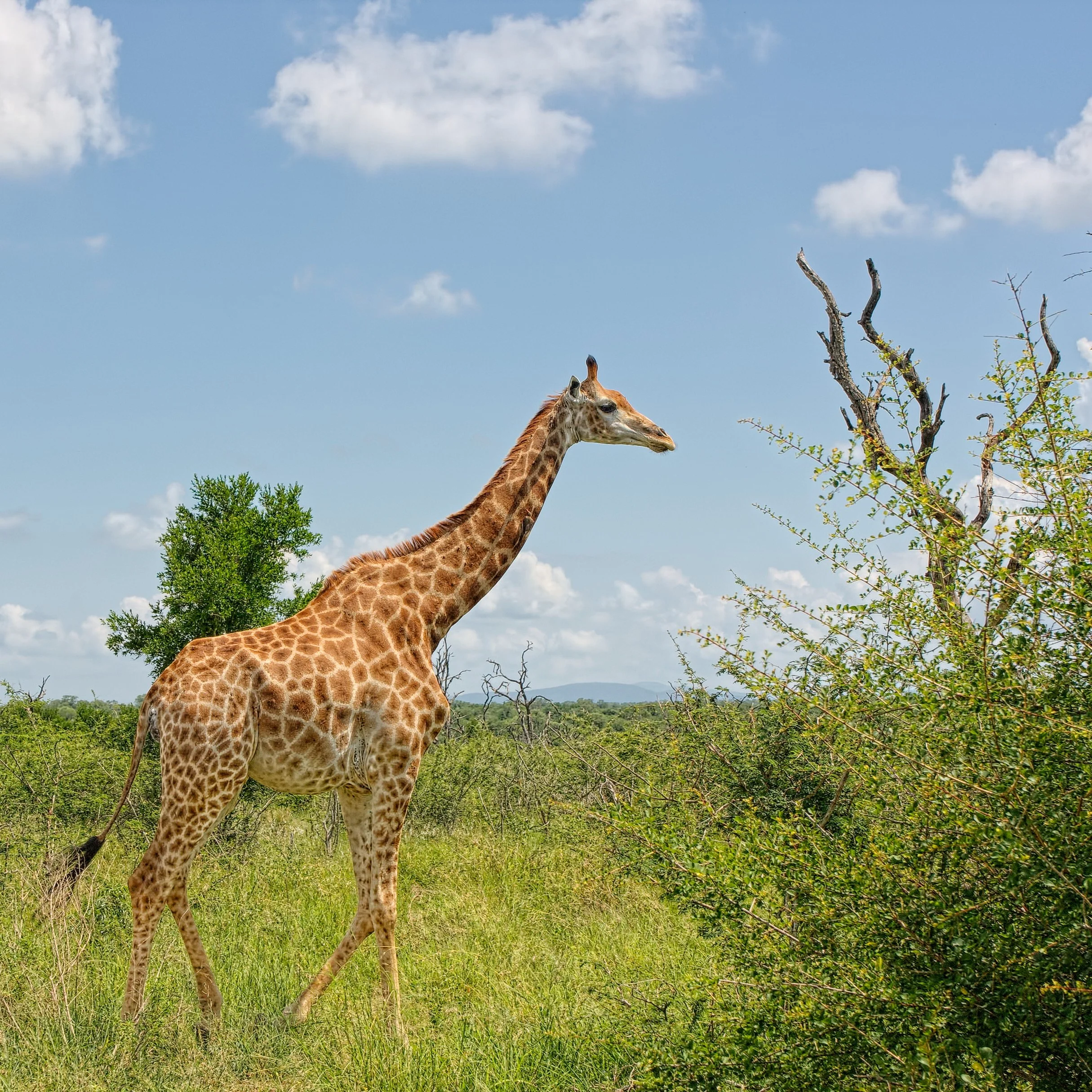 Dec_2015_Africa_13.jpg