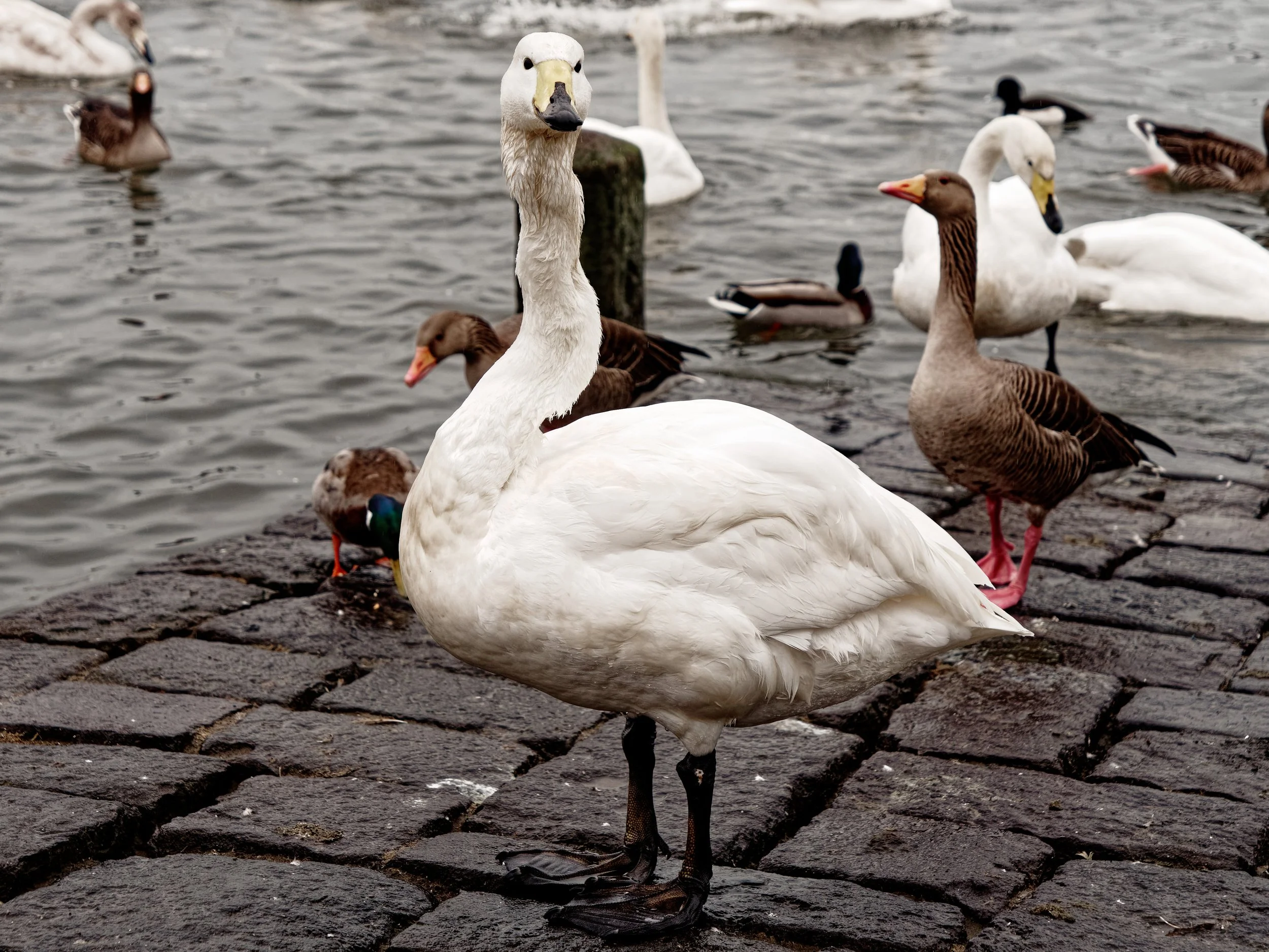 P1004210April 2022_G9_21_DxO.jpg