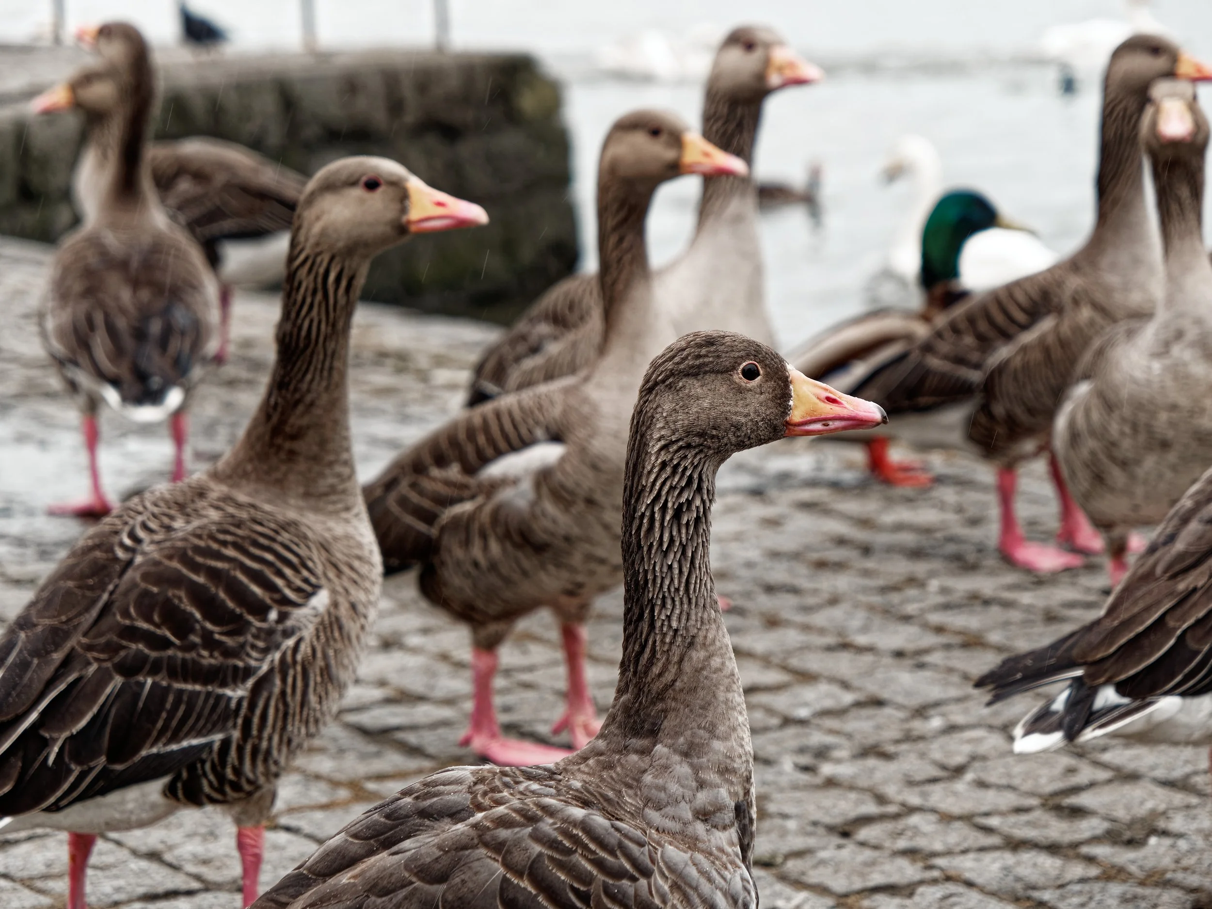 P1004216April 2022_G9_22_DxO.jpg