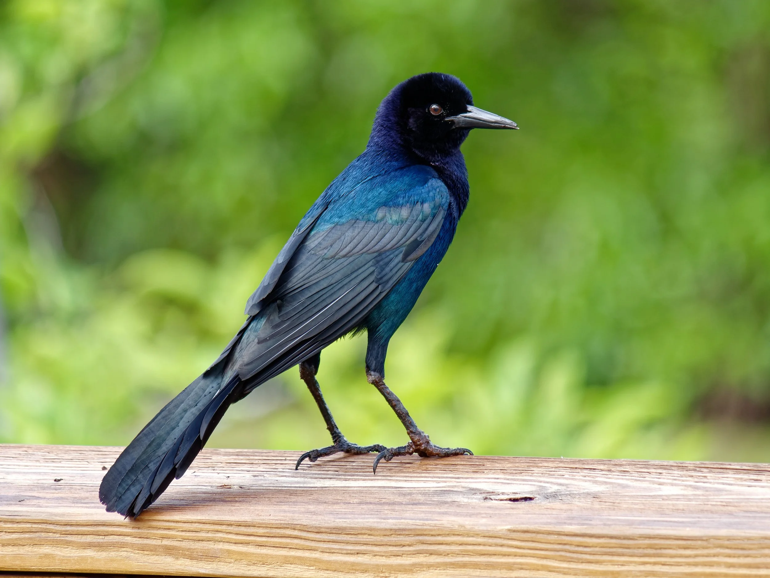 P1004379April 2022_G9_50_DxO.jpg