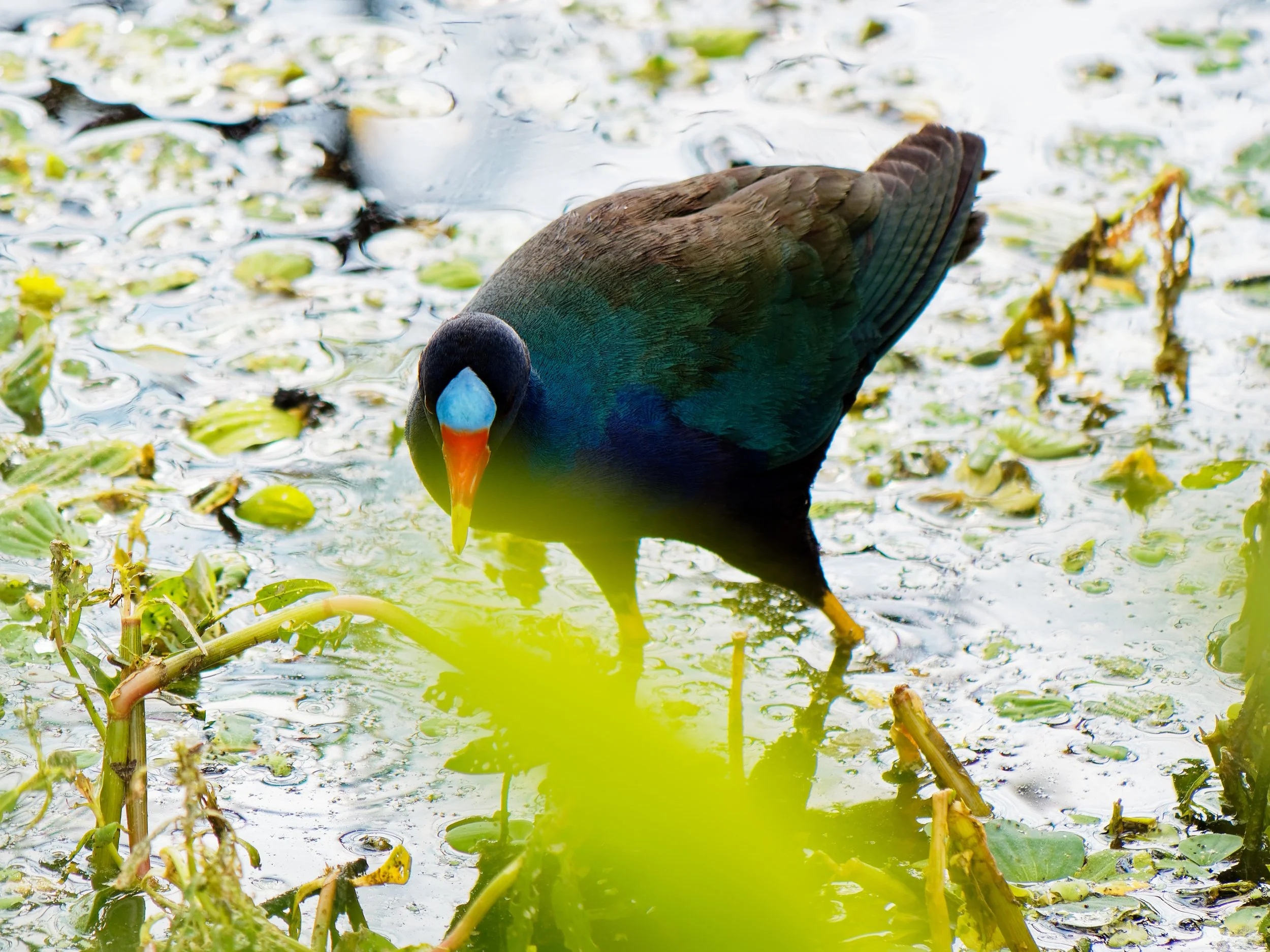 P1004438April 2022_G9_55_DxO.jpg