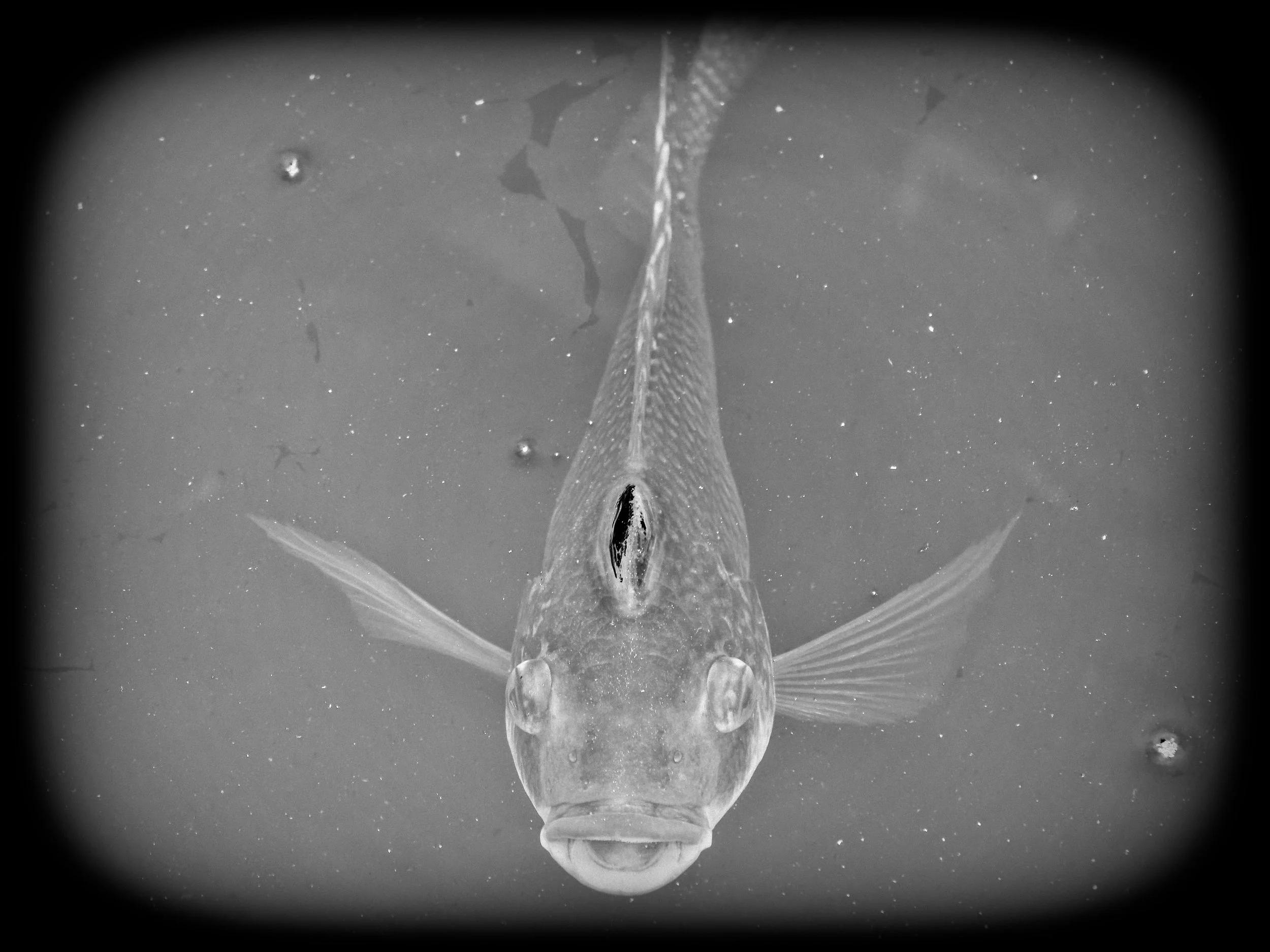 P1004528April 2022_G9_60_DxO.jpg