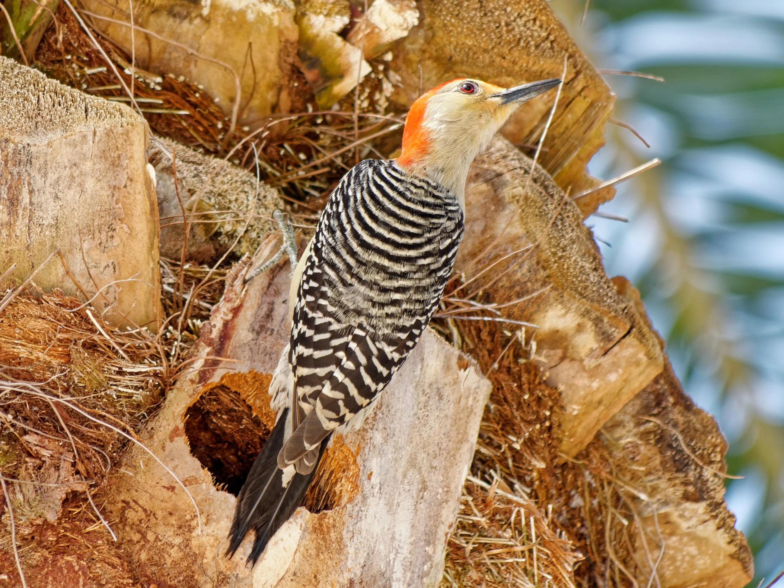 P1004599April 2022_G9_72_DxO.jpg