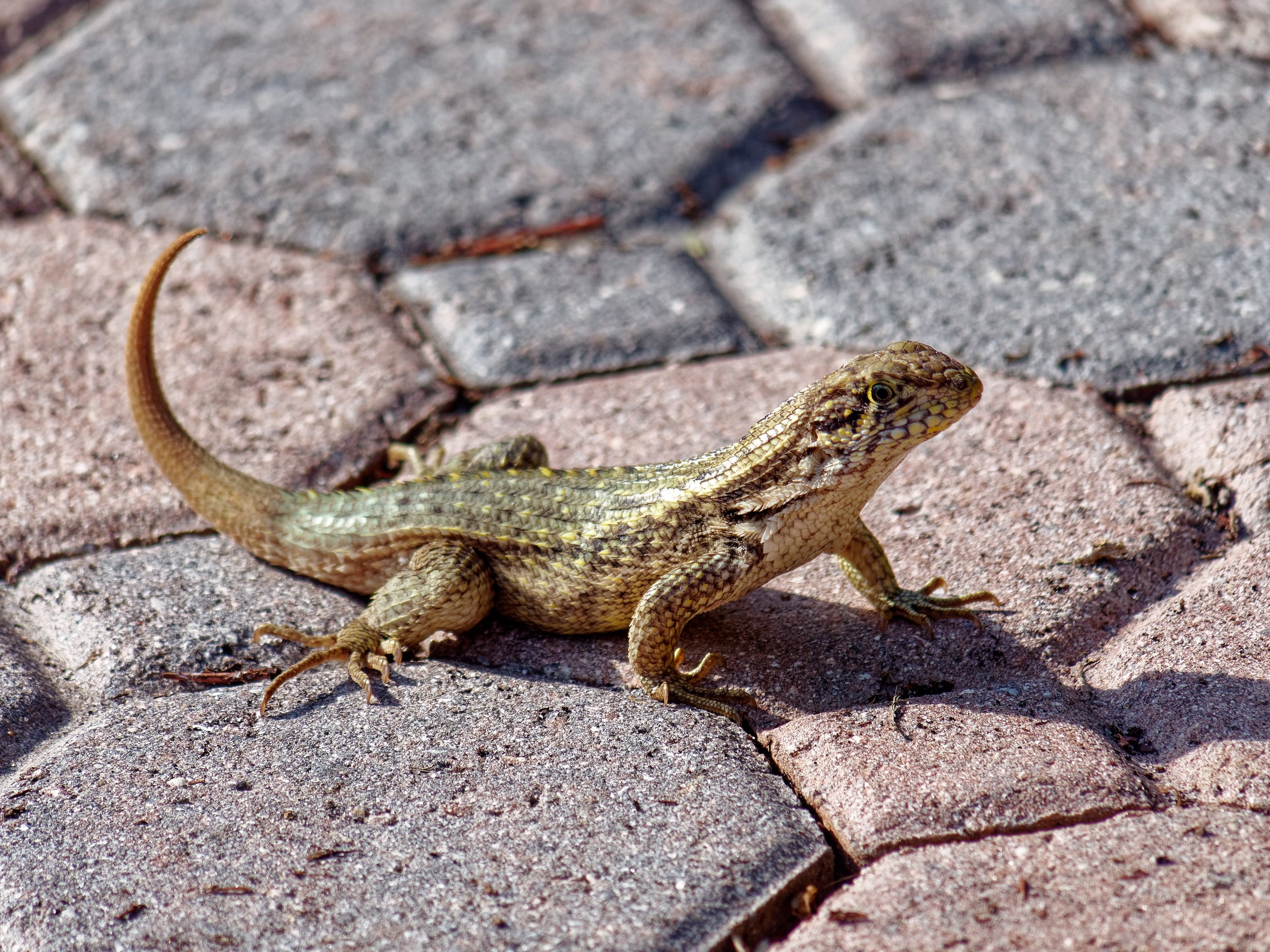 P1004670April 2022_G9_82_DxO.jpg