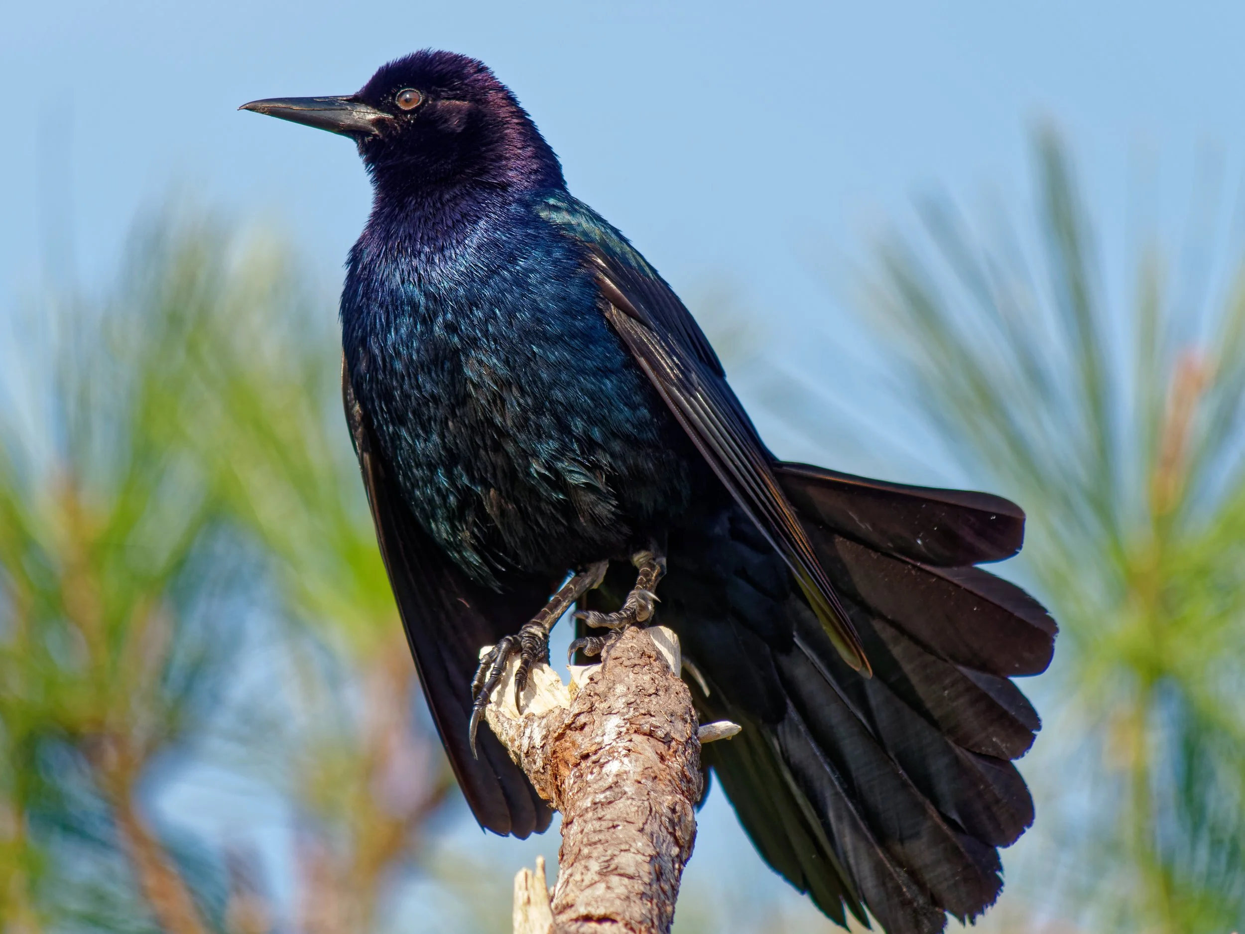 P1004751April 2022_G9_89_DxO.jpg