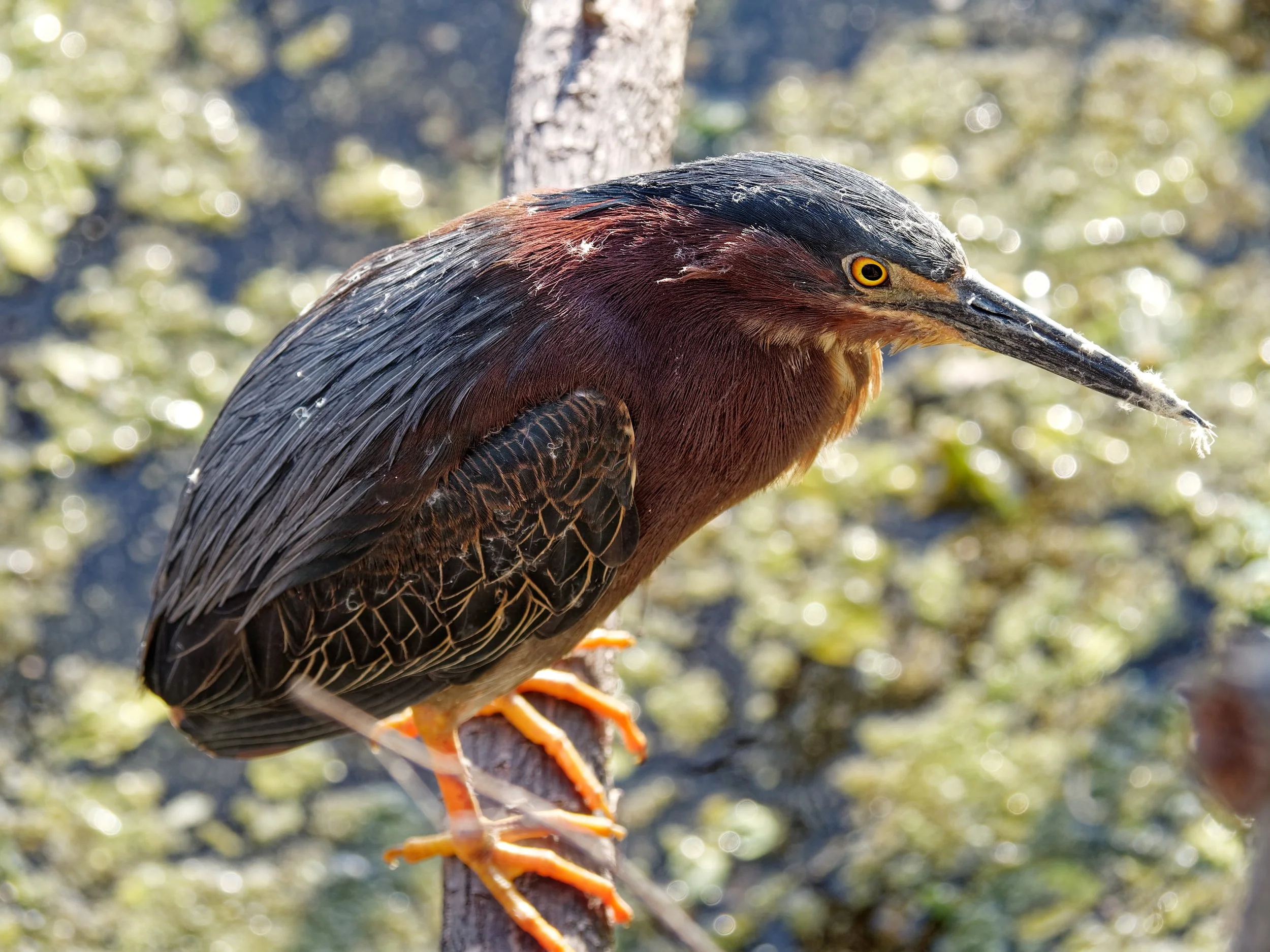 P1004818April 2022_G9_96_DxO.jpg