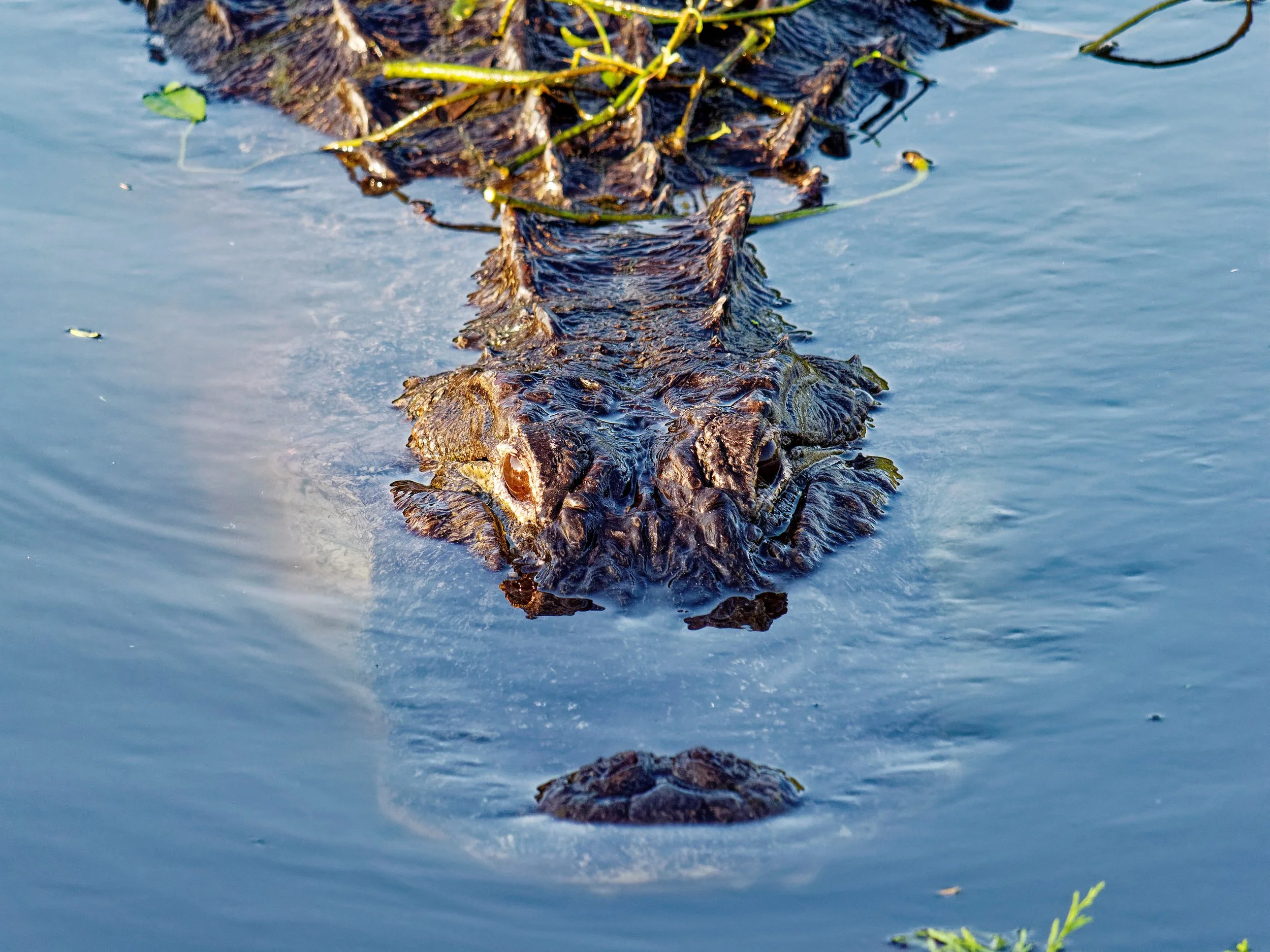 P1004976April 2022_G9_109_DxO.jpg