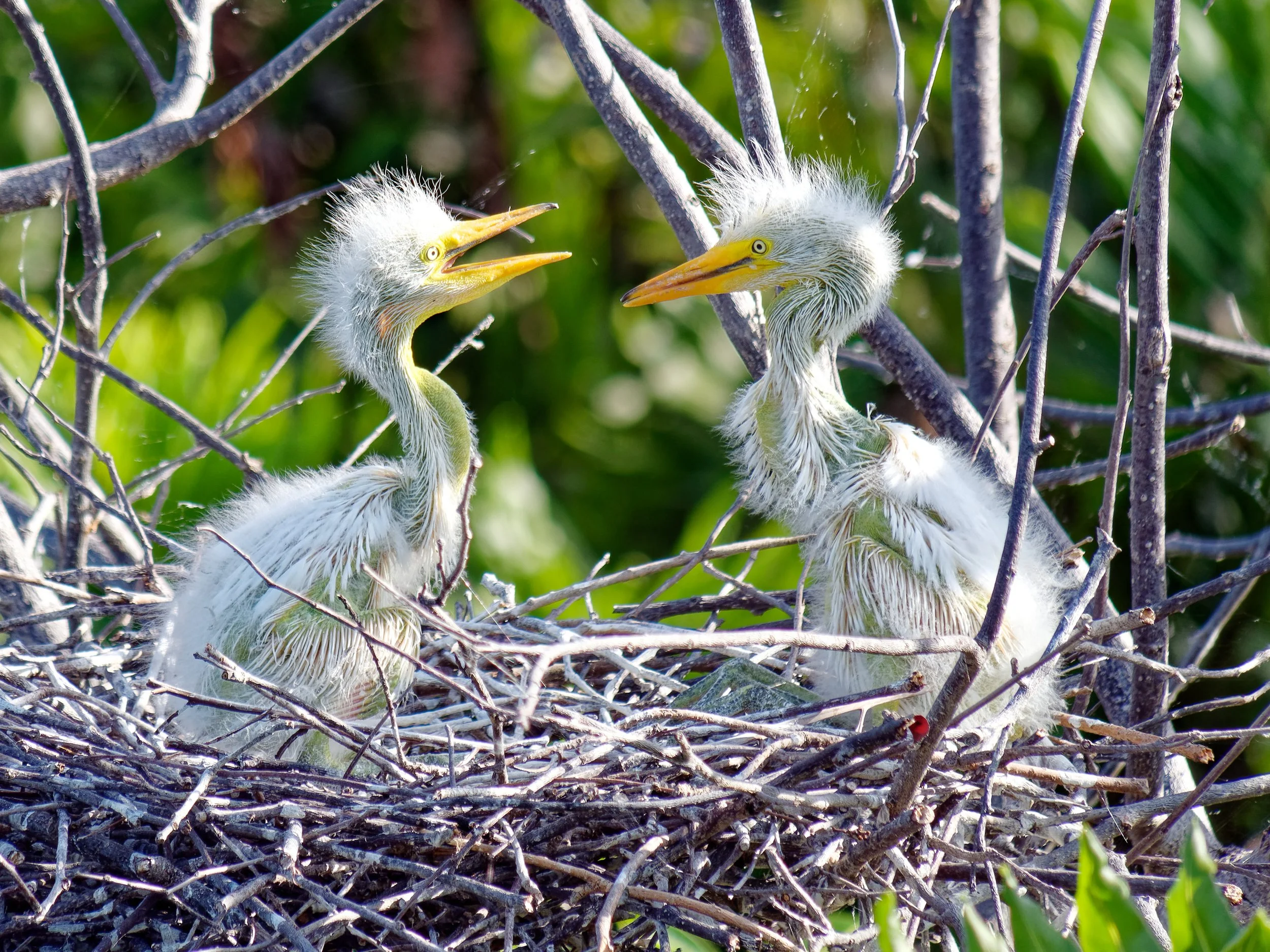 P1015254April 2022_G9_151_DxO.jpg