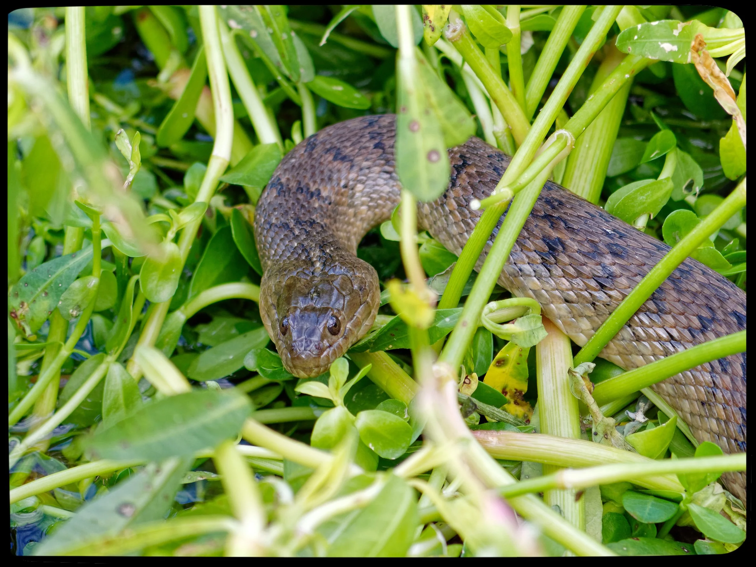 P1015550April 2022_G9_171_DxO.jpg