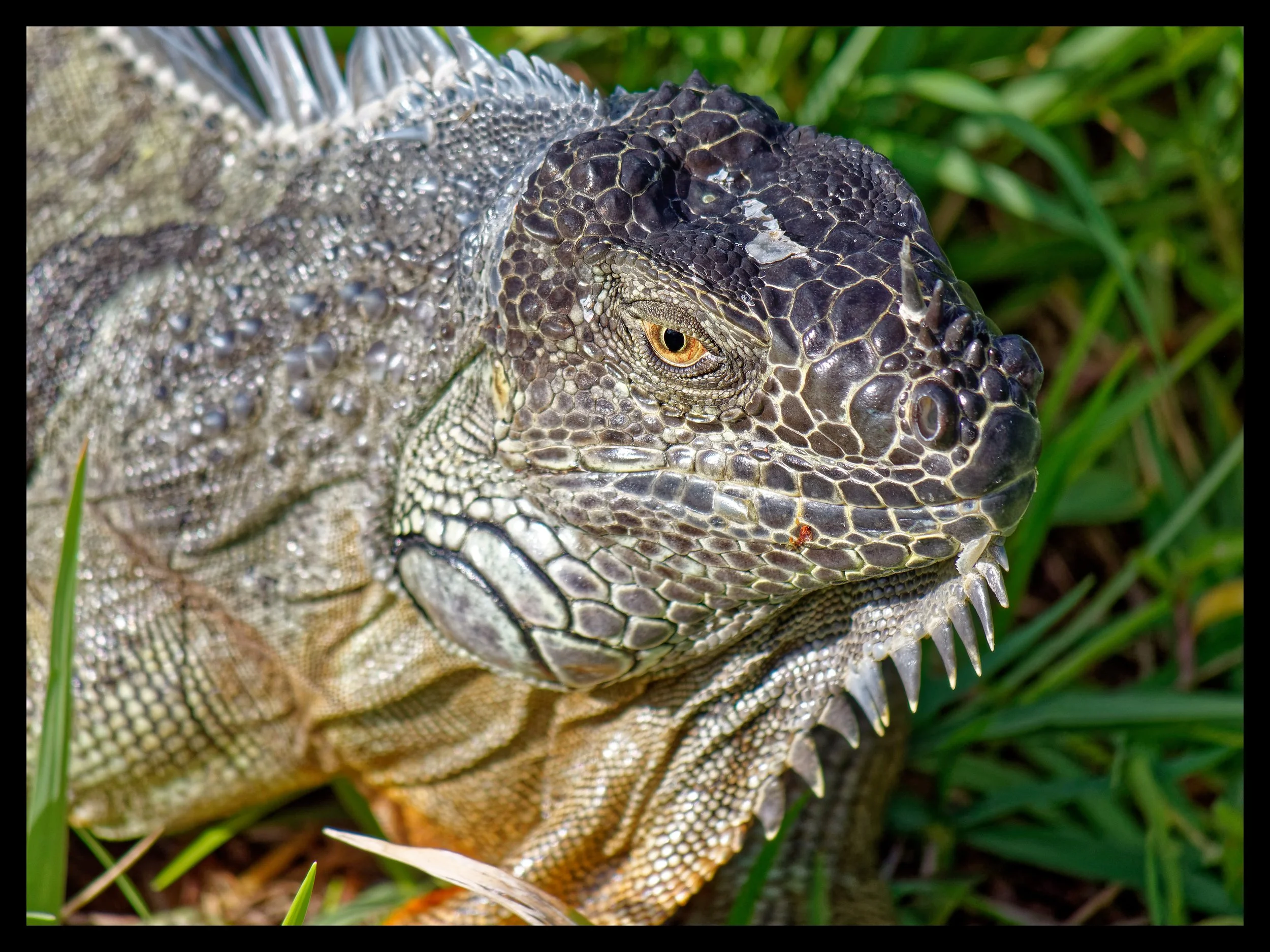 P1015608April 2022_G9_176_DxO.jpg