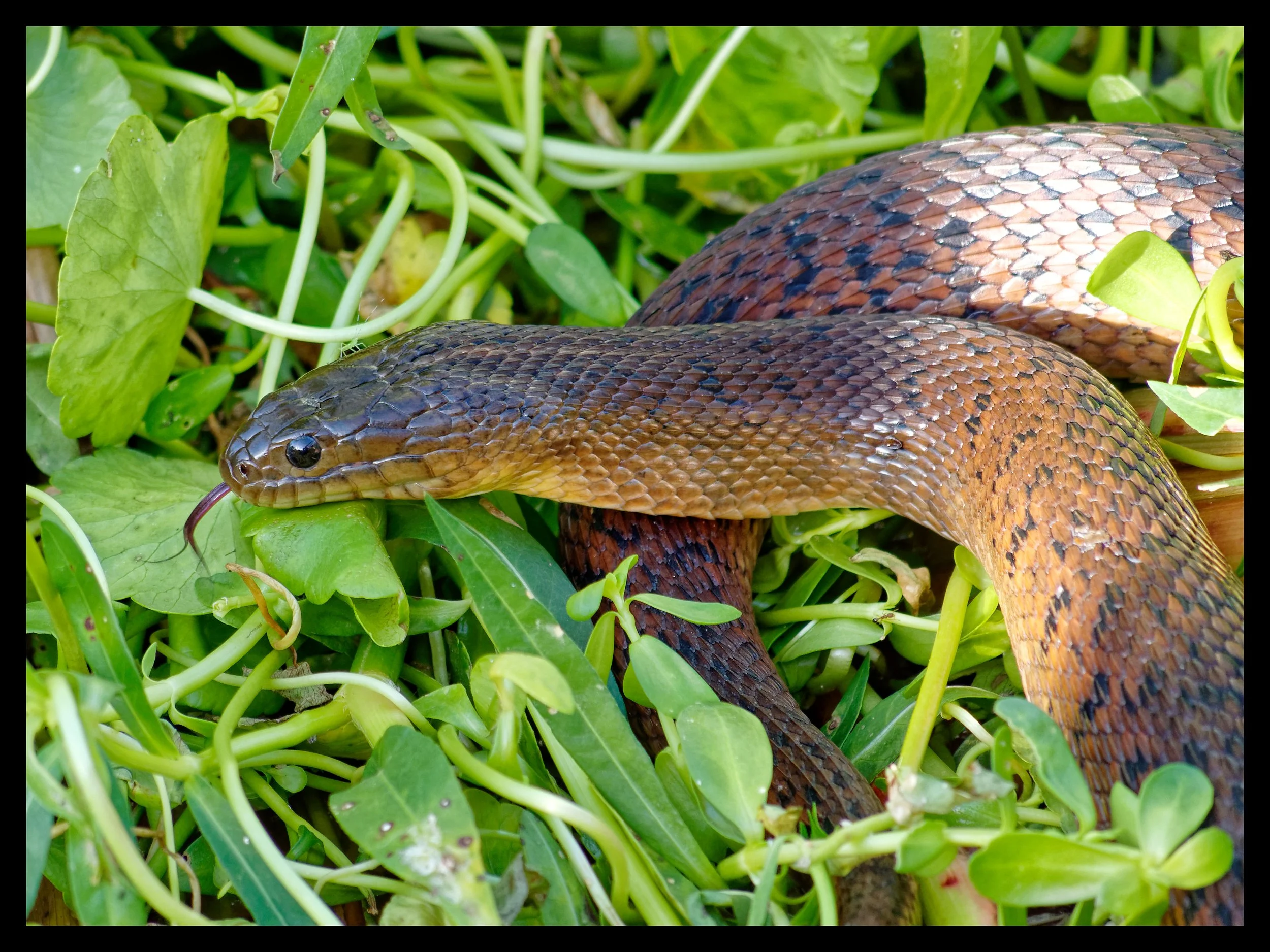 P1015682April 2022_G9_184_DxO.jpg