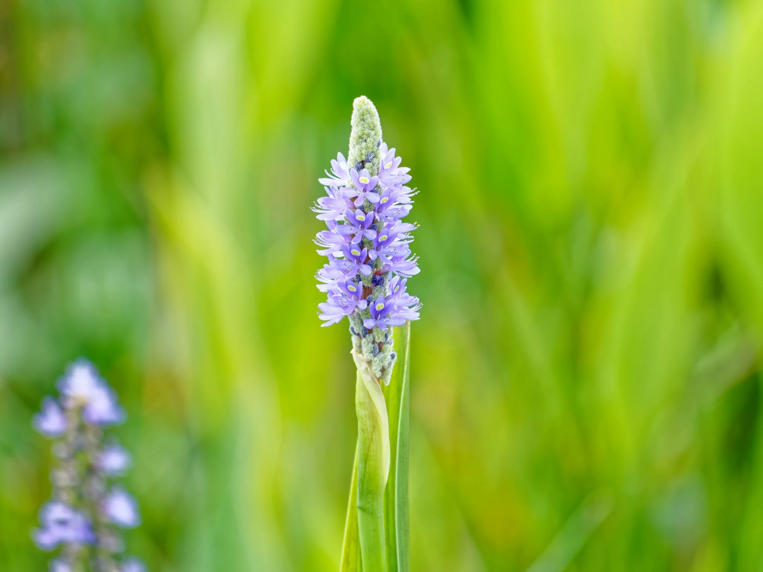 P1004366April 2022_G9_48_DxO.jpg