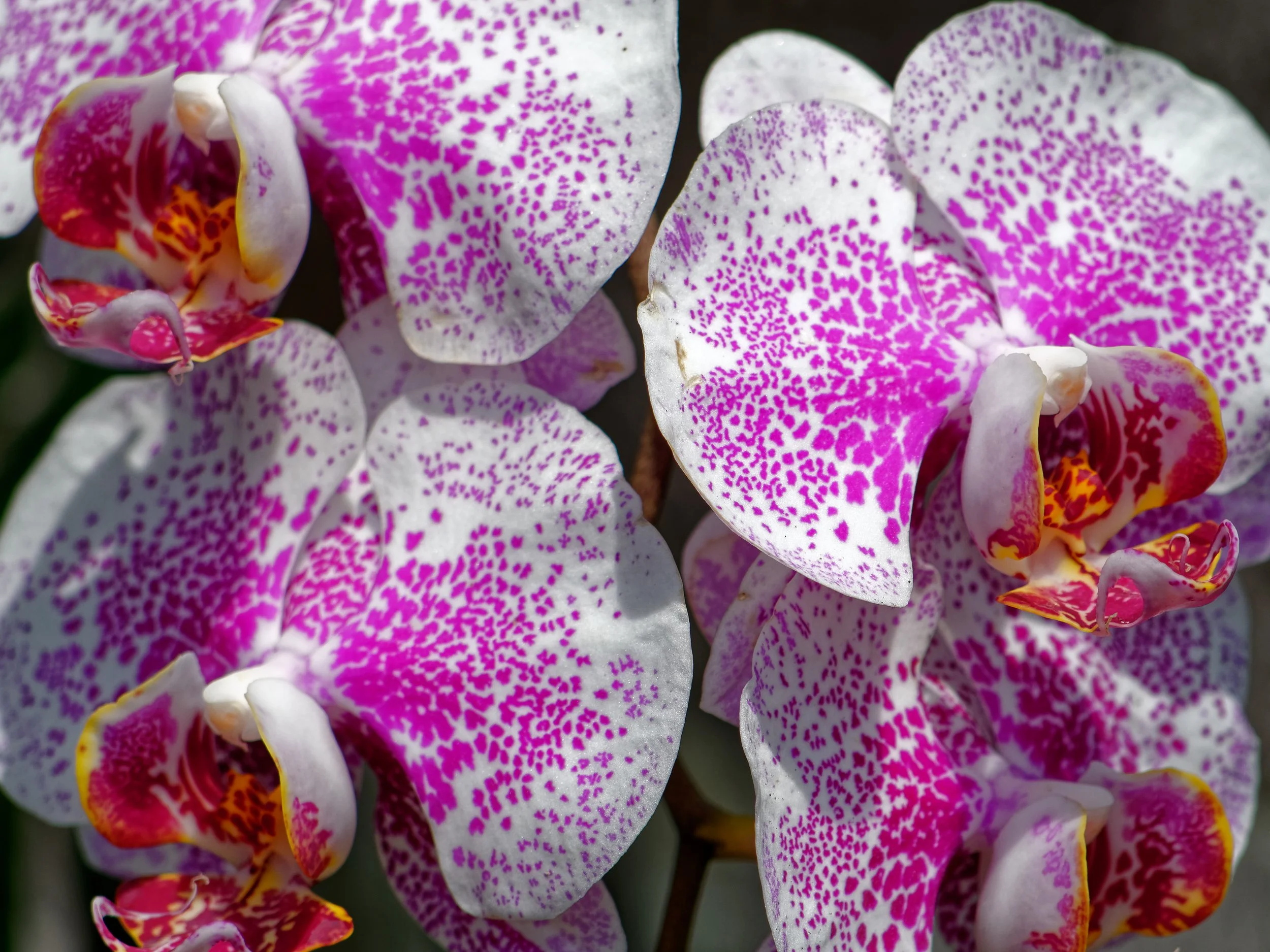 P1004530April 2022_G9_61_DxO.jpg