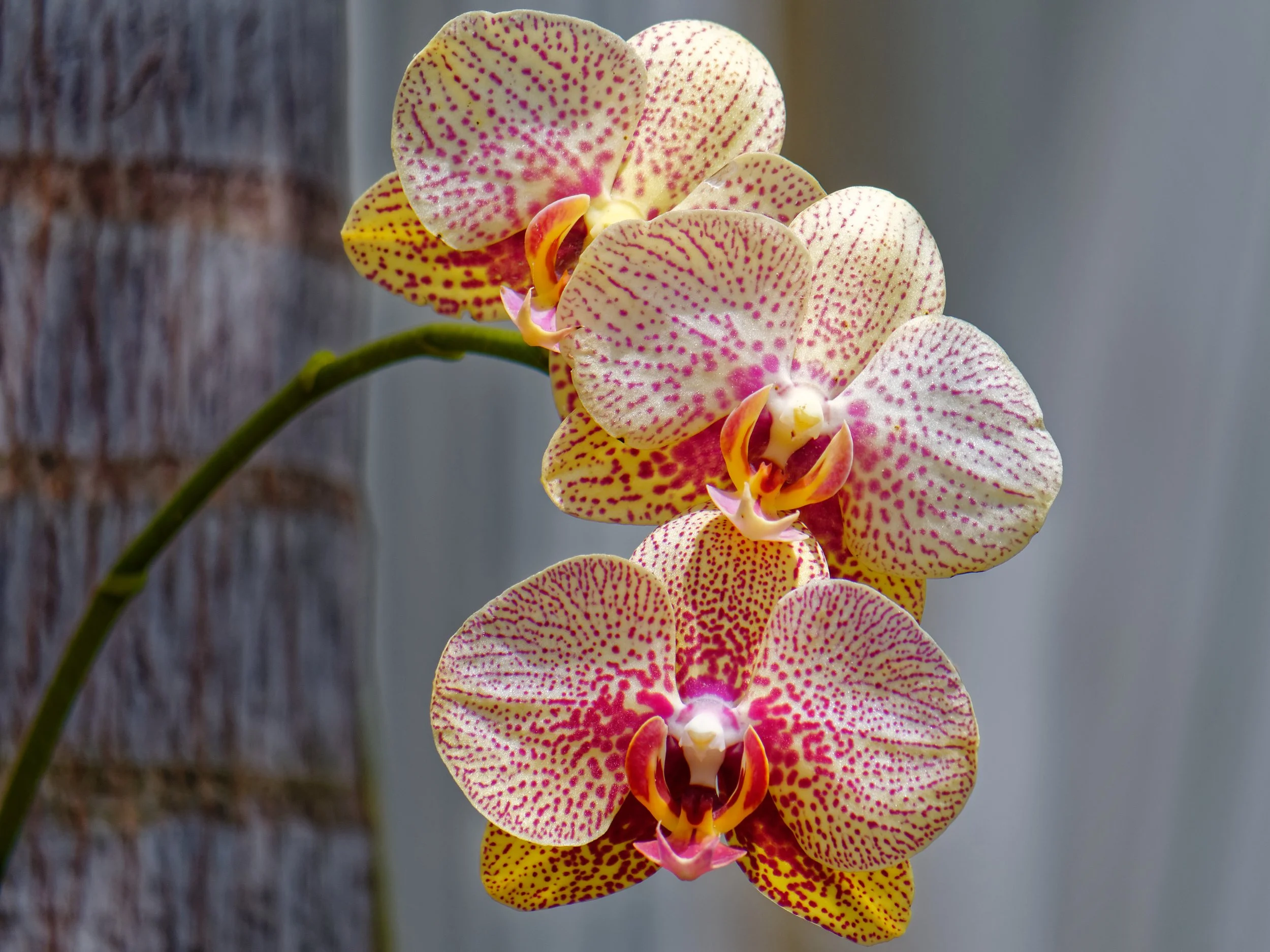 P1004546April 2022_G9_66_DxO.jpg