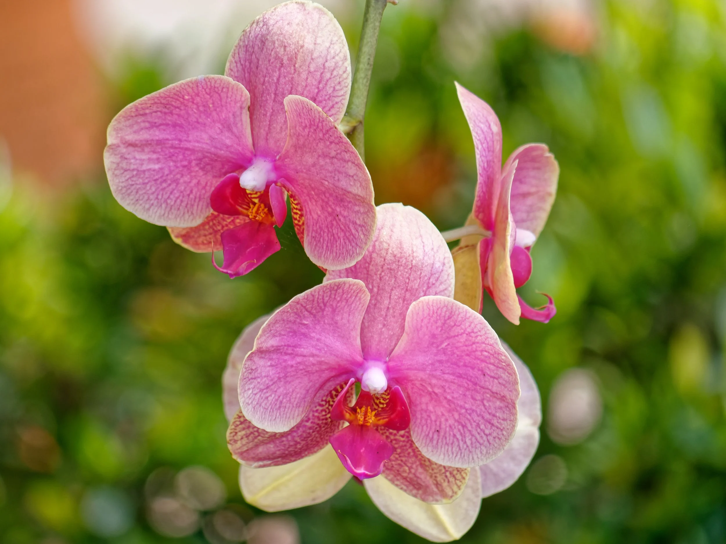 P1004569April 2022_G9_68_DxO.jpg