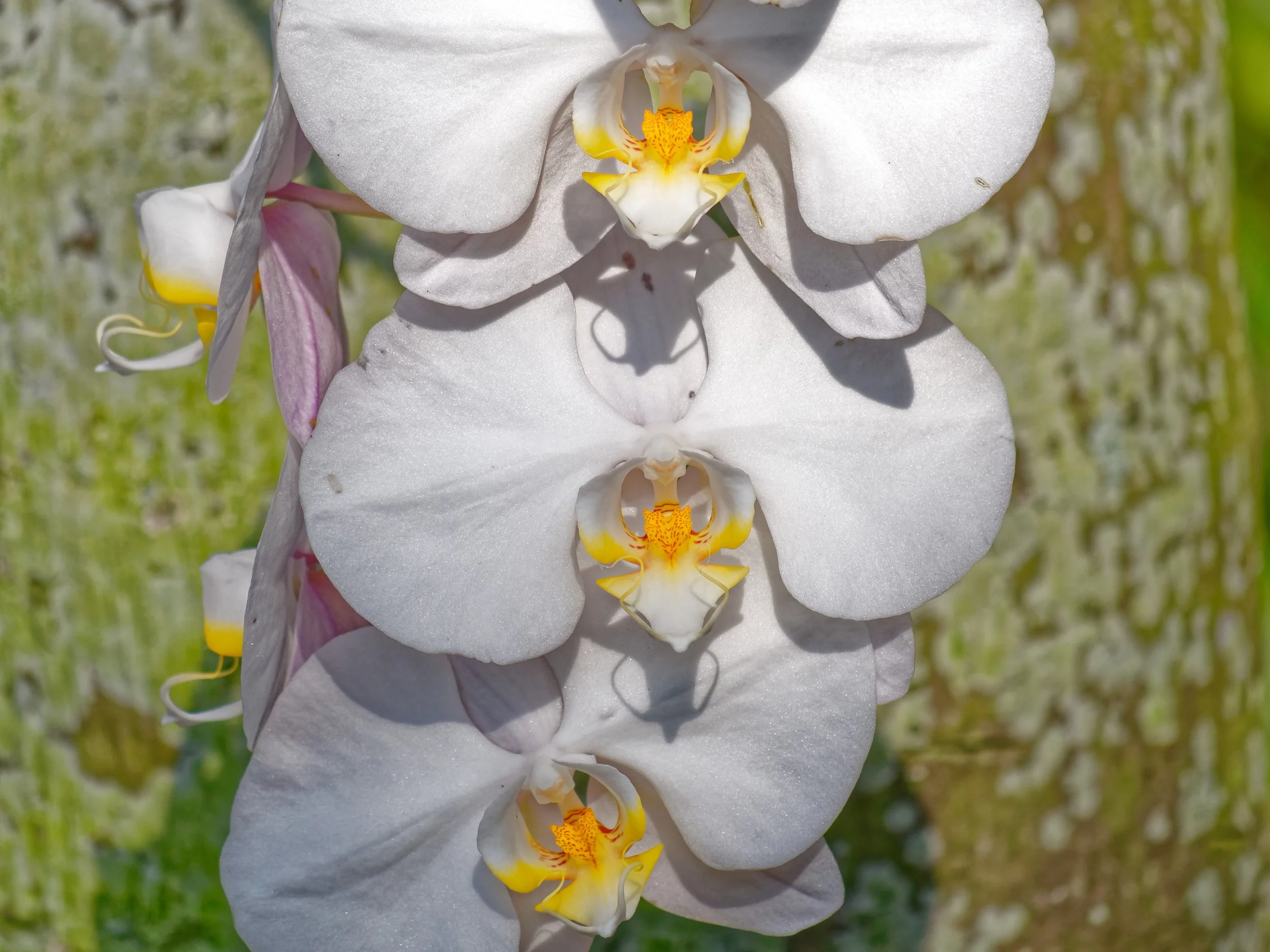 P1004650April 2022_G9_79_DxO.jpg