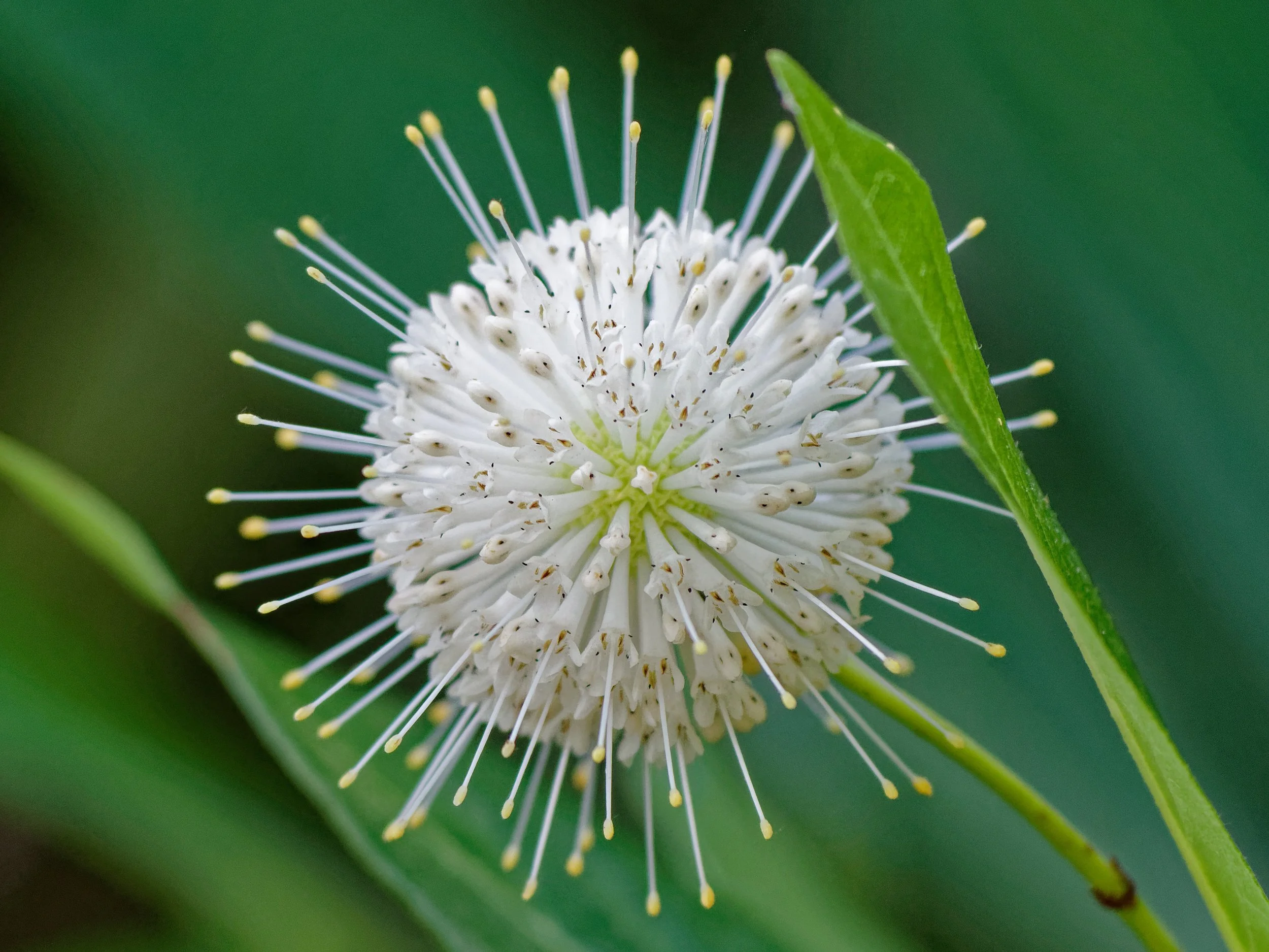 P1004796April 2022_G9_94_DxO.jpg