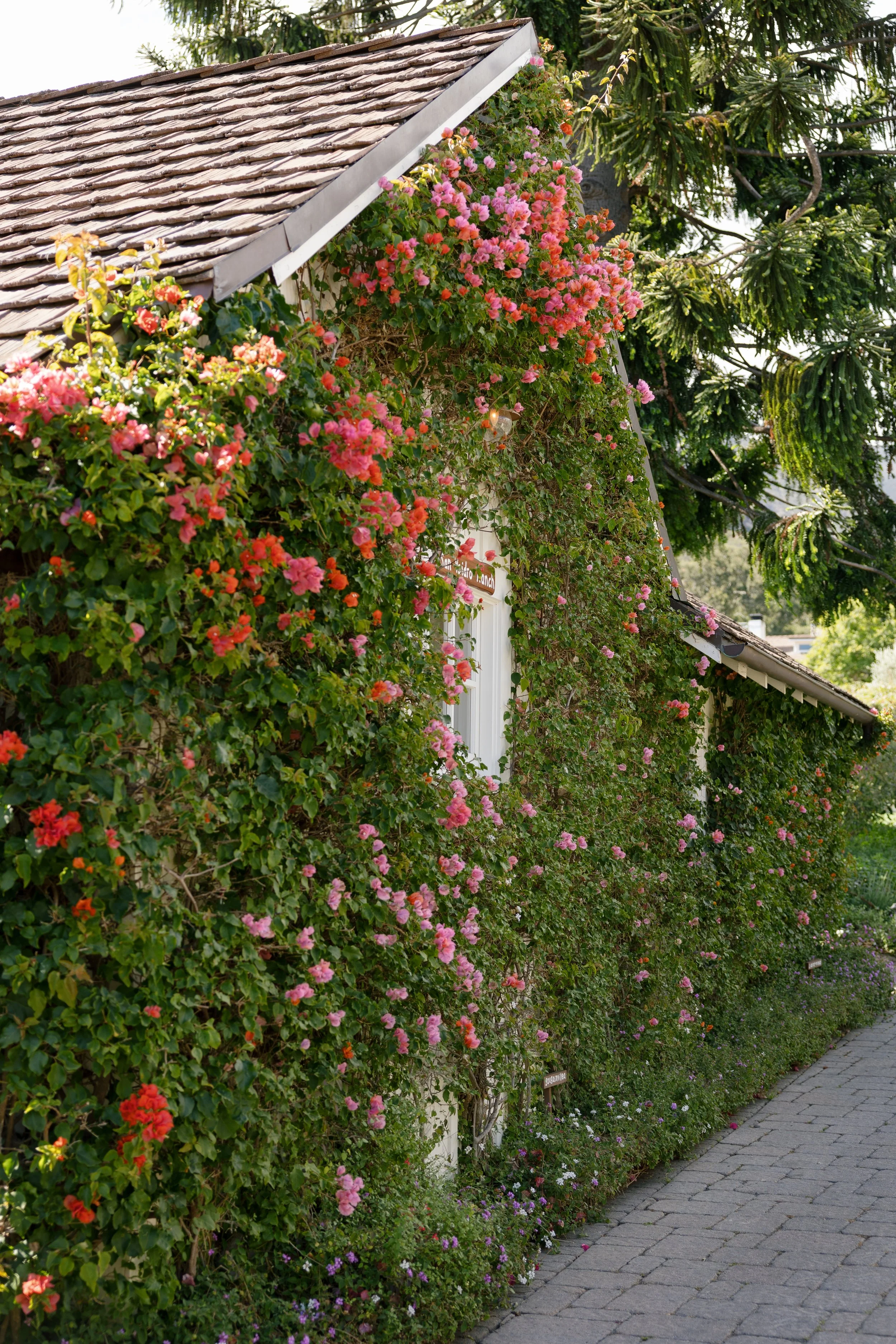A house with a roof covered in gray shingles, covered in pink and red bougainvillaea flowers cascading down the side, with a sidewalk made of gray bricks in the foreground and tall green trees in the background.