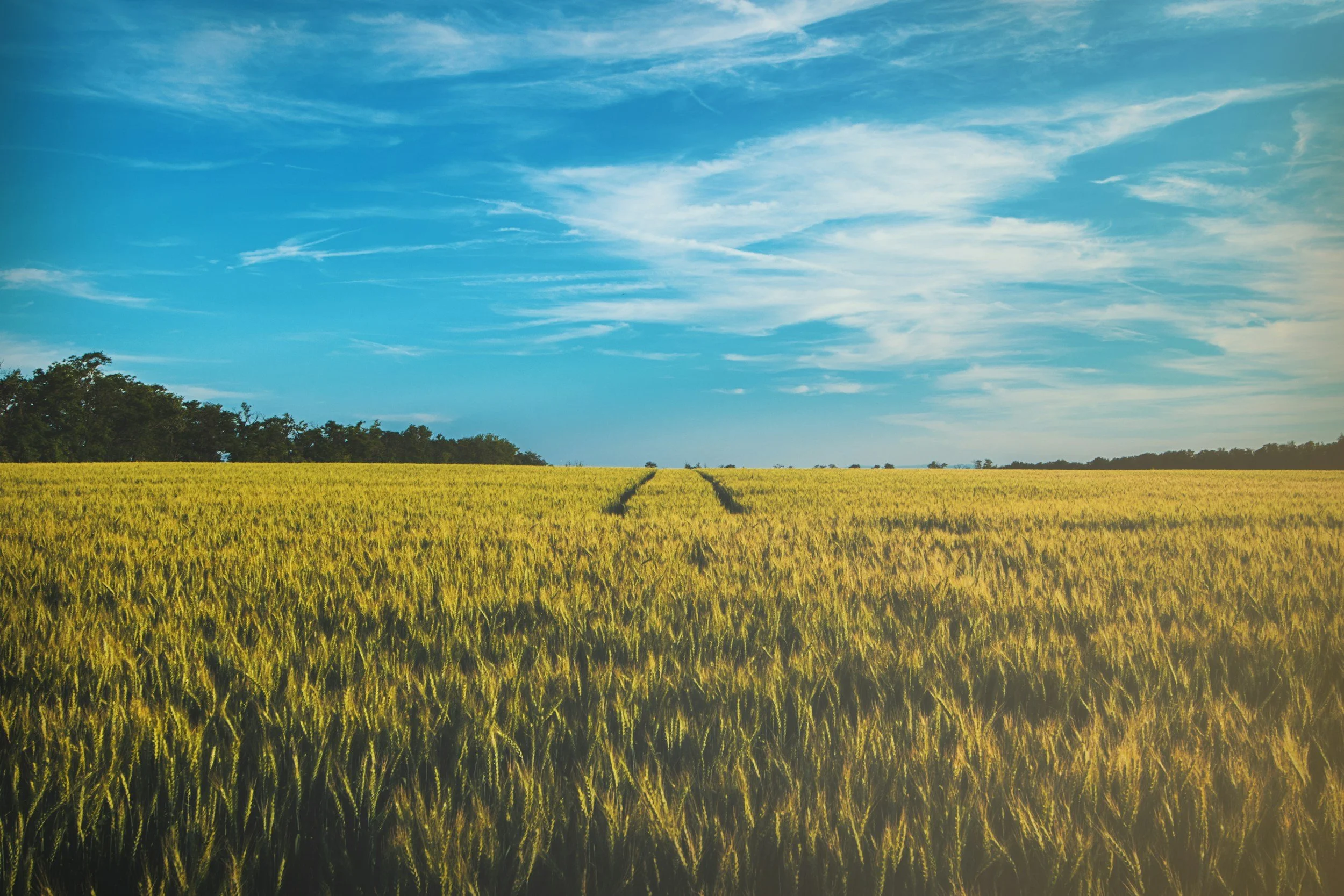 Farm field